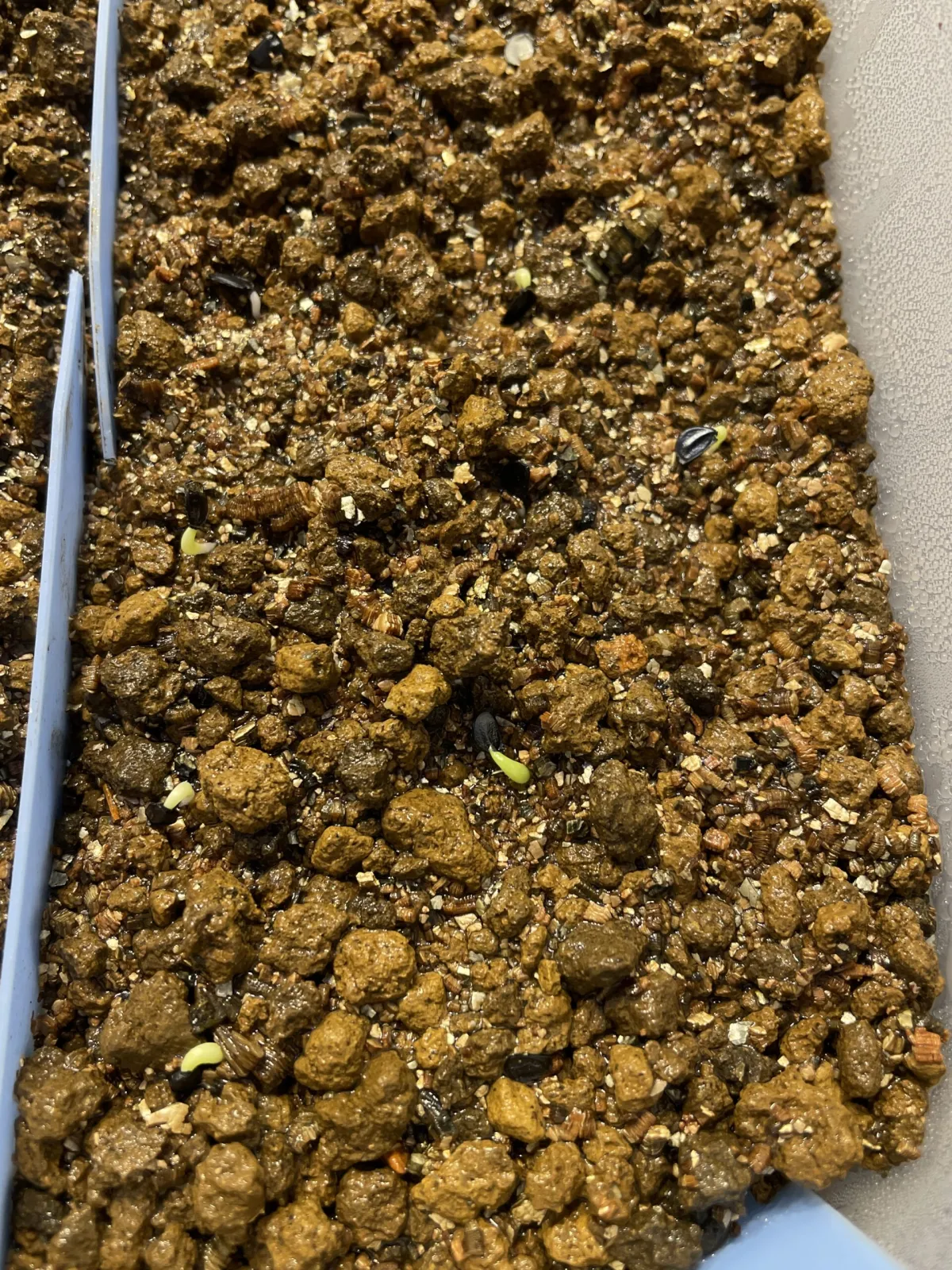 Agave titanota 'Blue' (アガベ チタノタブルー)