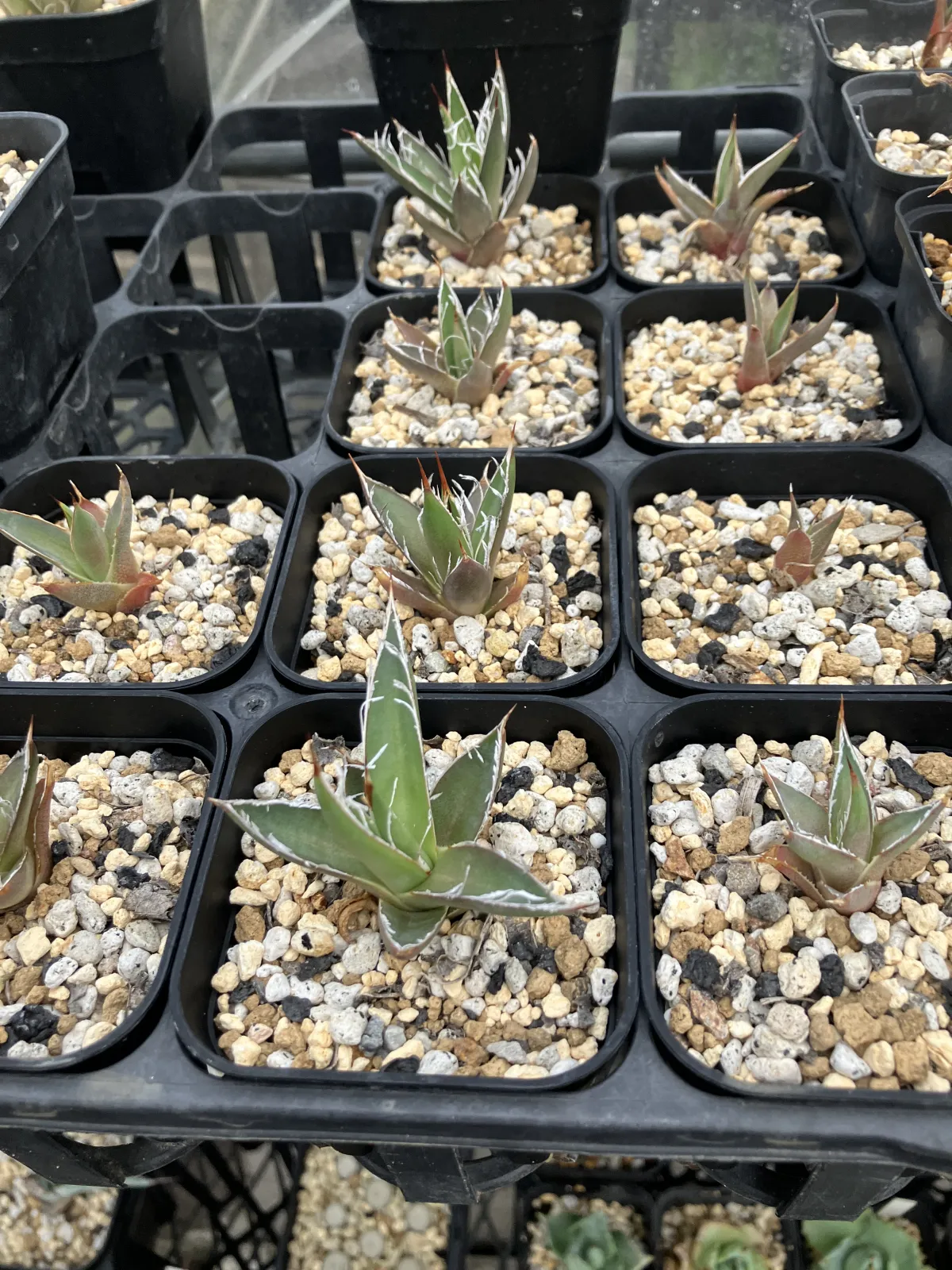 Agave filifera var. compacta (アガベ フィリフェラコンパクタ)