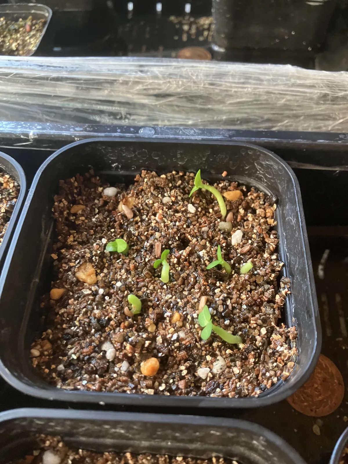 Pachypodium enigmaticum (パキポディウム エニグマチカム)