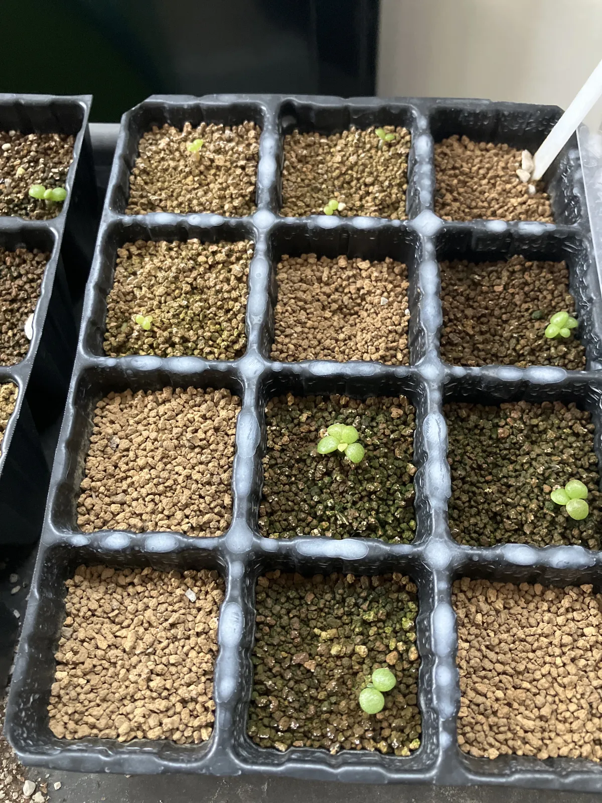 Tylecodon wallichii (ティレコドン ワリチー)