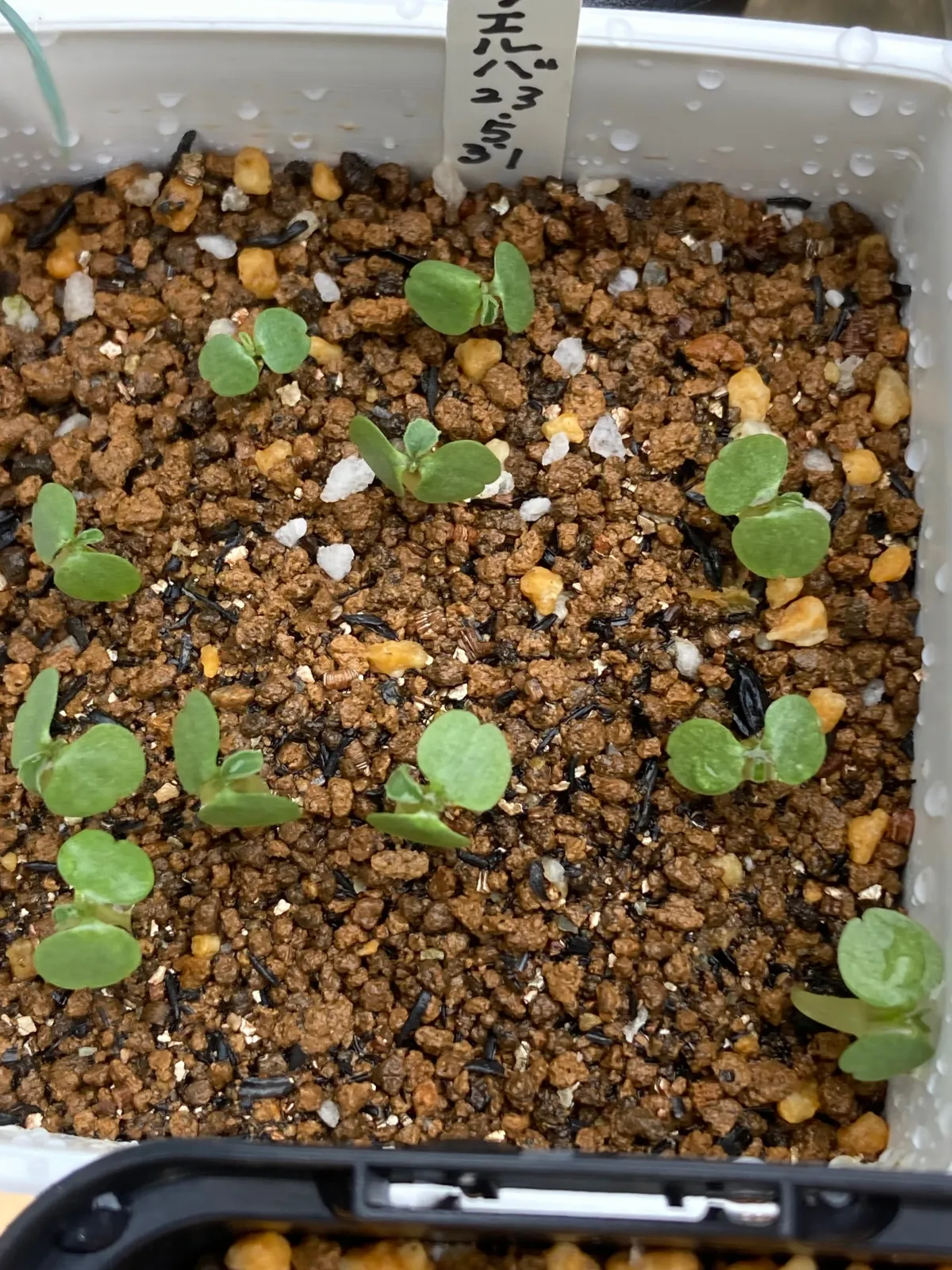 Dorstenia contrajerva (ドルステニア コントラエルバ)