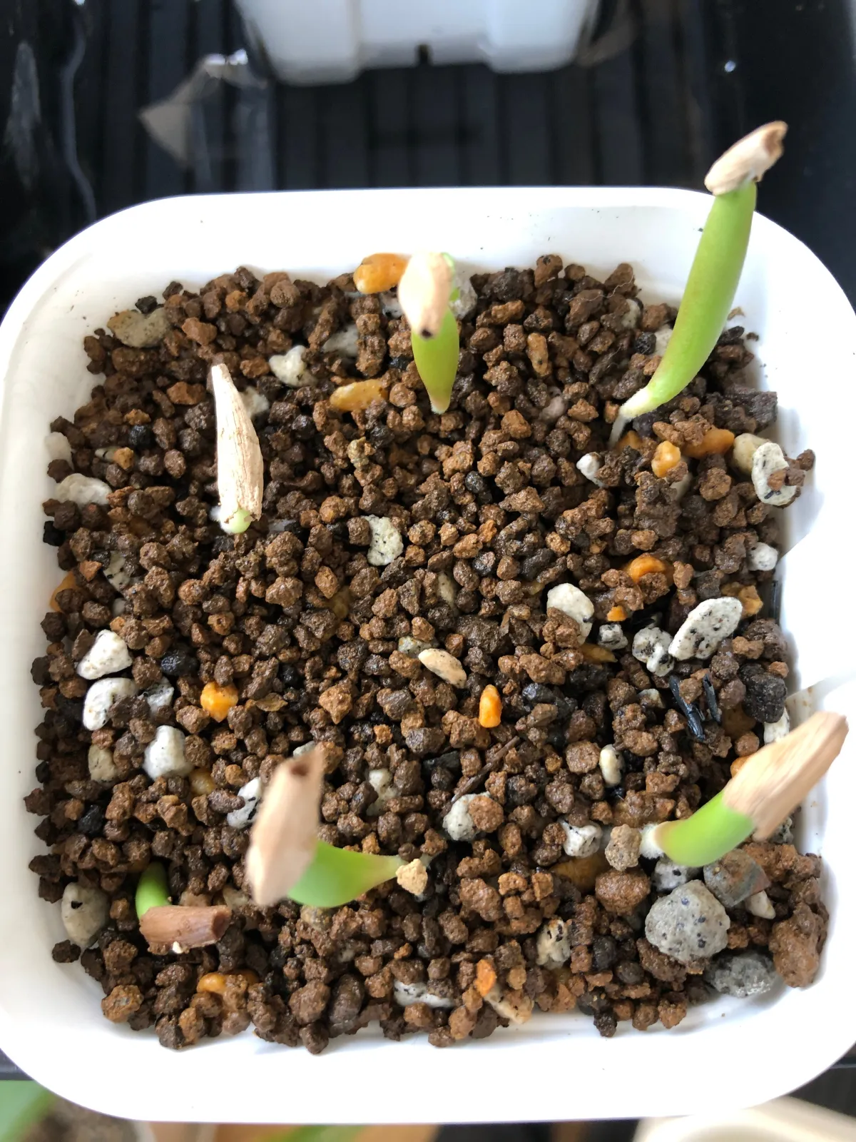 Adenium somalense (アデニウム ソマレンセ)