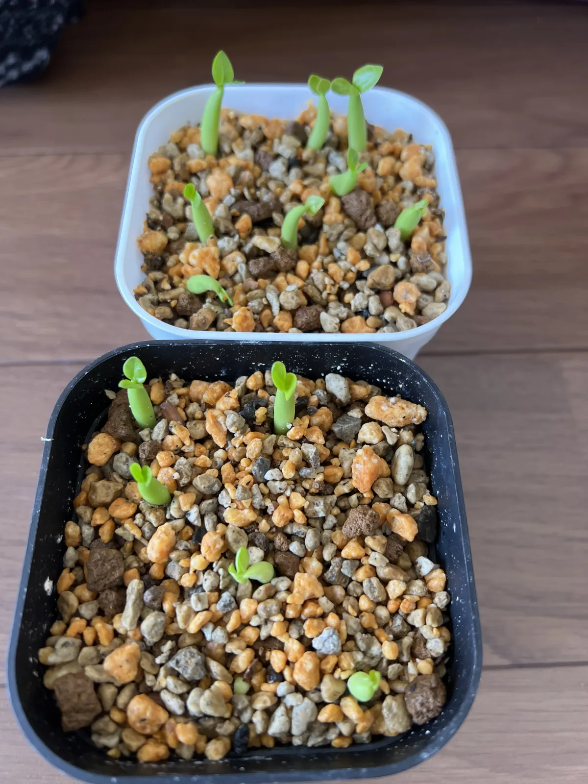 Adenium arabicum (アデニウム アラビカム イエメン)