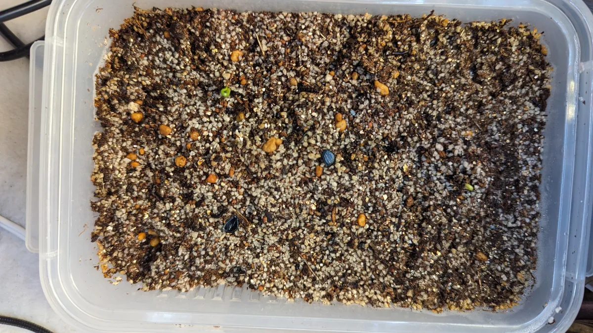 Agave cupreata (アガベ クプレアータ)