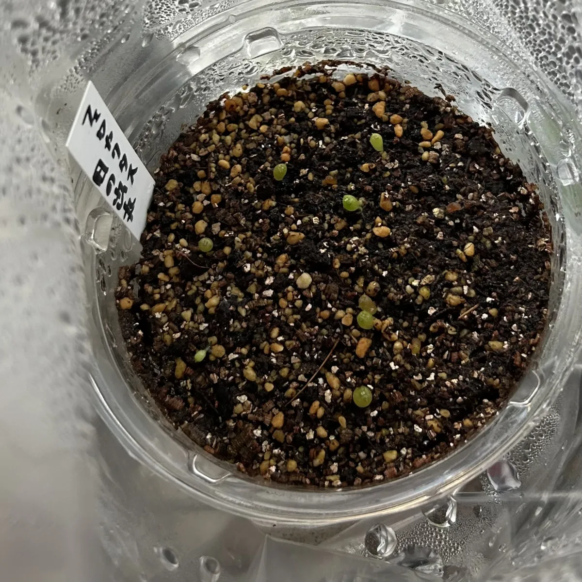 Ferocactus latispinus (フェロカクタス ラティスピナス 日の出丸)