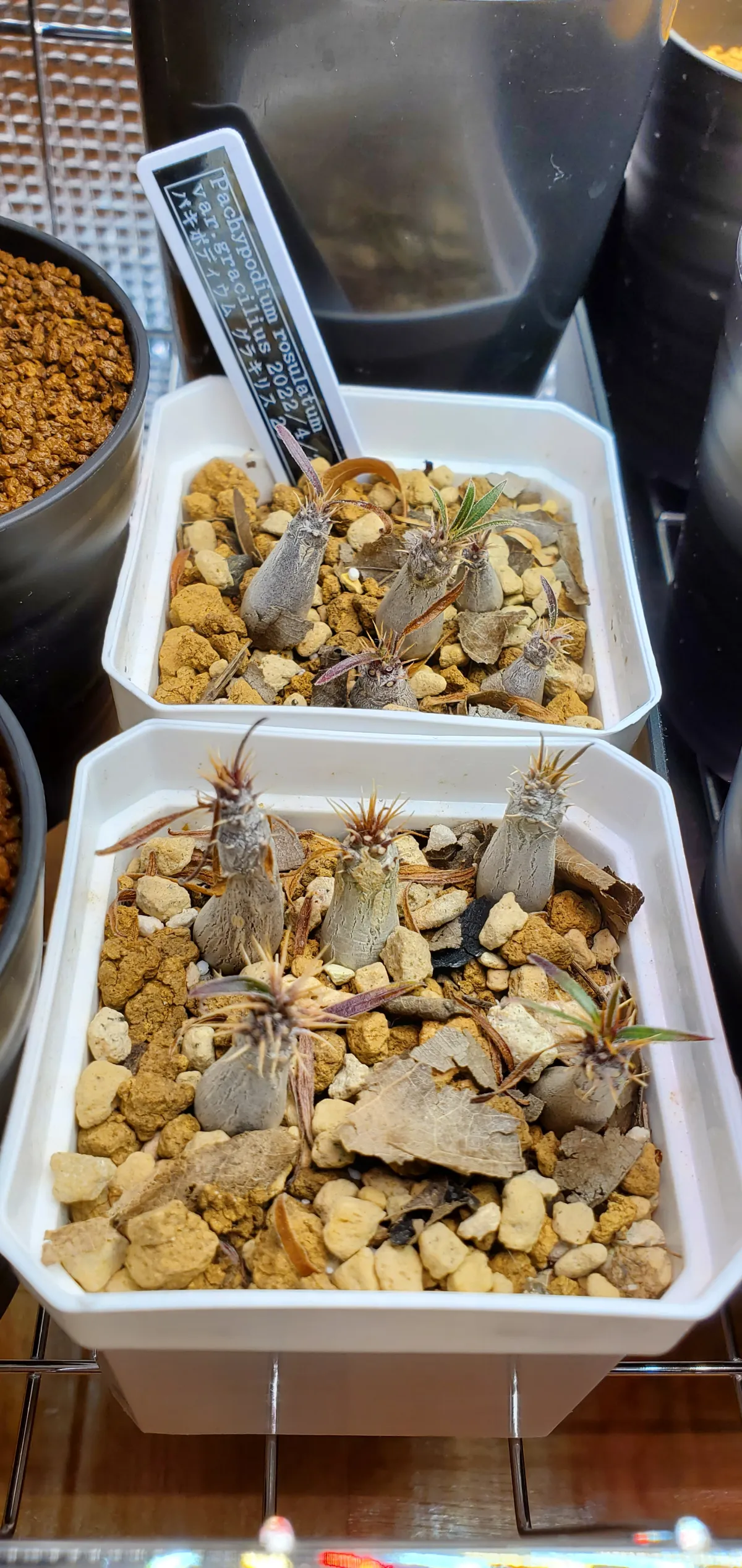 Pachypodium rosulatum var. gracilius (パキポディウム グラキリス)