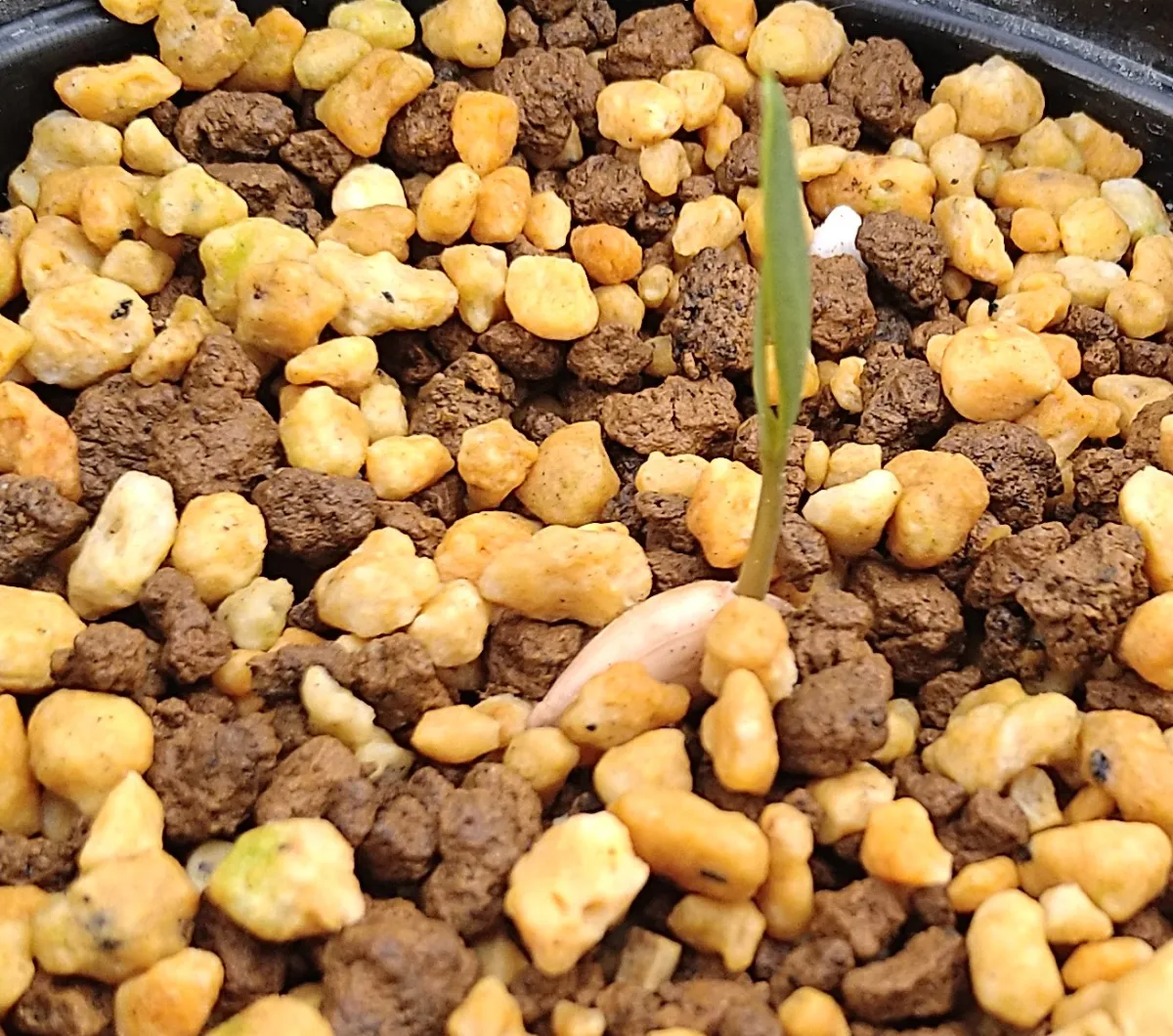 Welwitschia mirabilis (ウェルウィッチア ミラビリス 奇想天外)