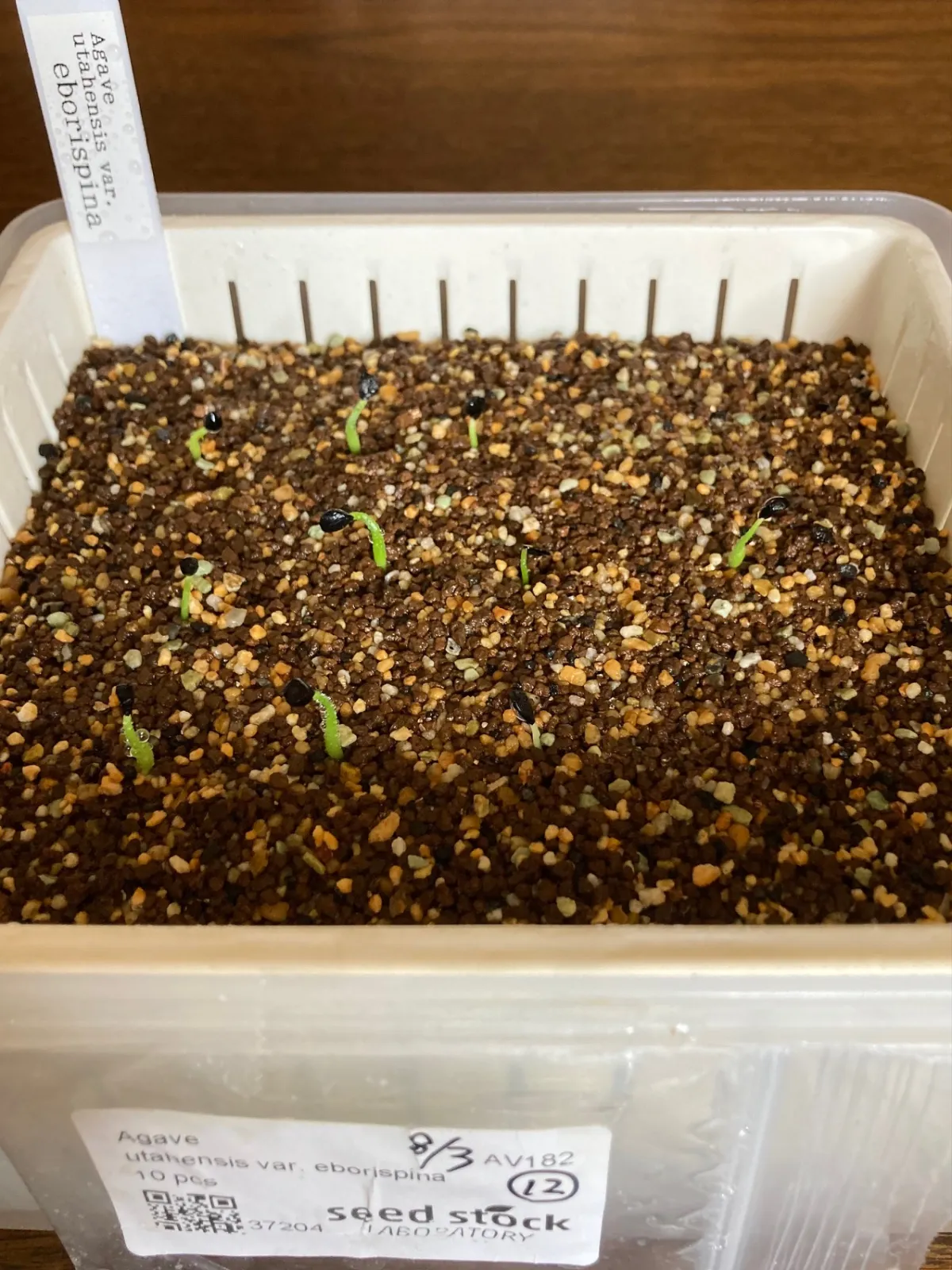 Agave utahensis var. eborispina (アガベ エボリスピナ)