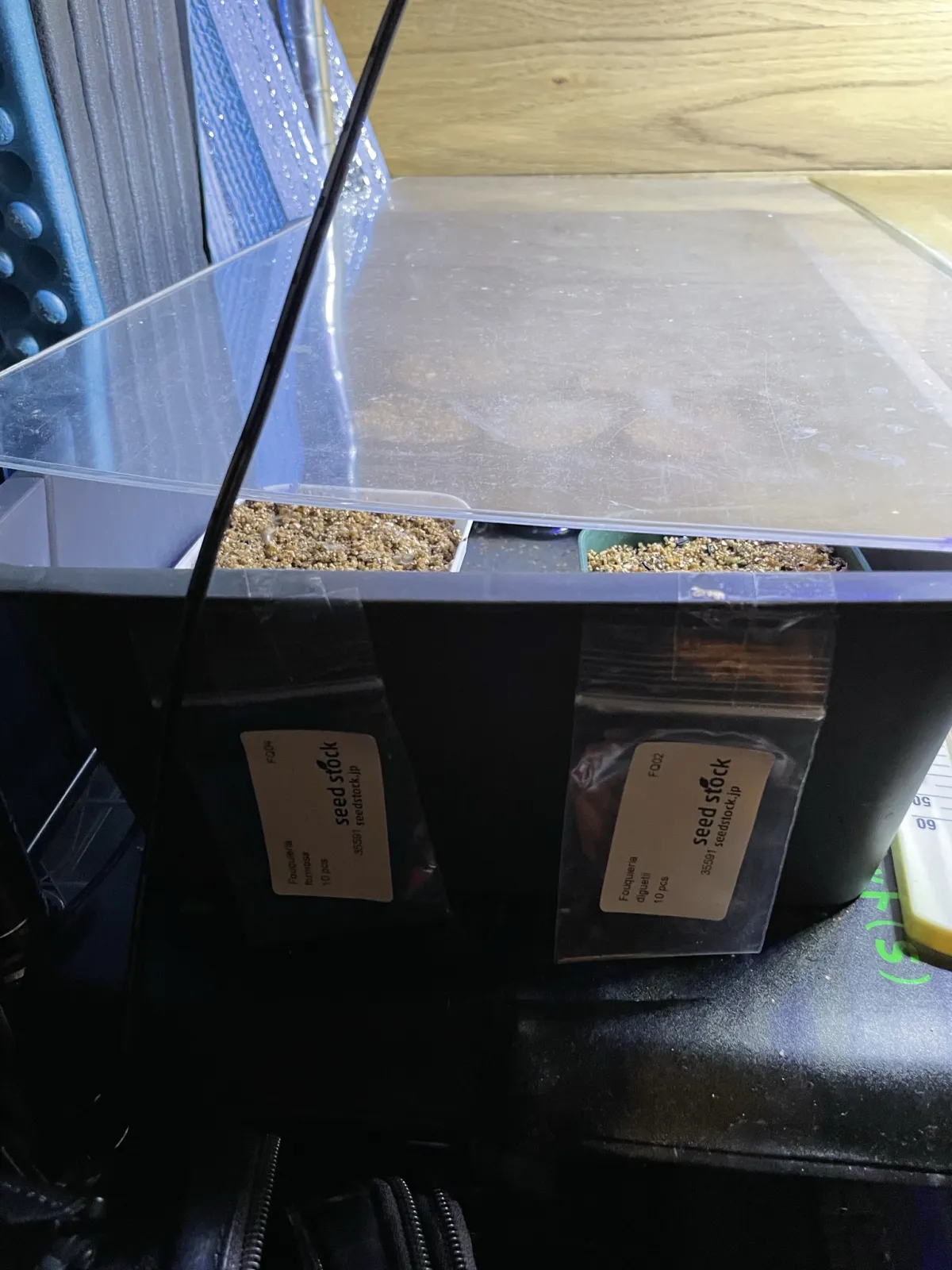 Fouquieria formosa (フォークイエリア フォルモサ)