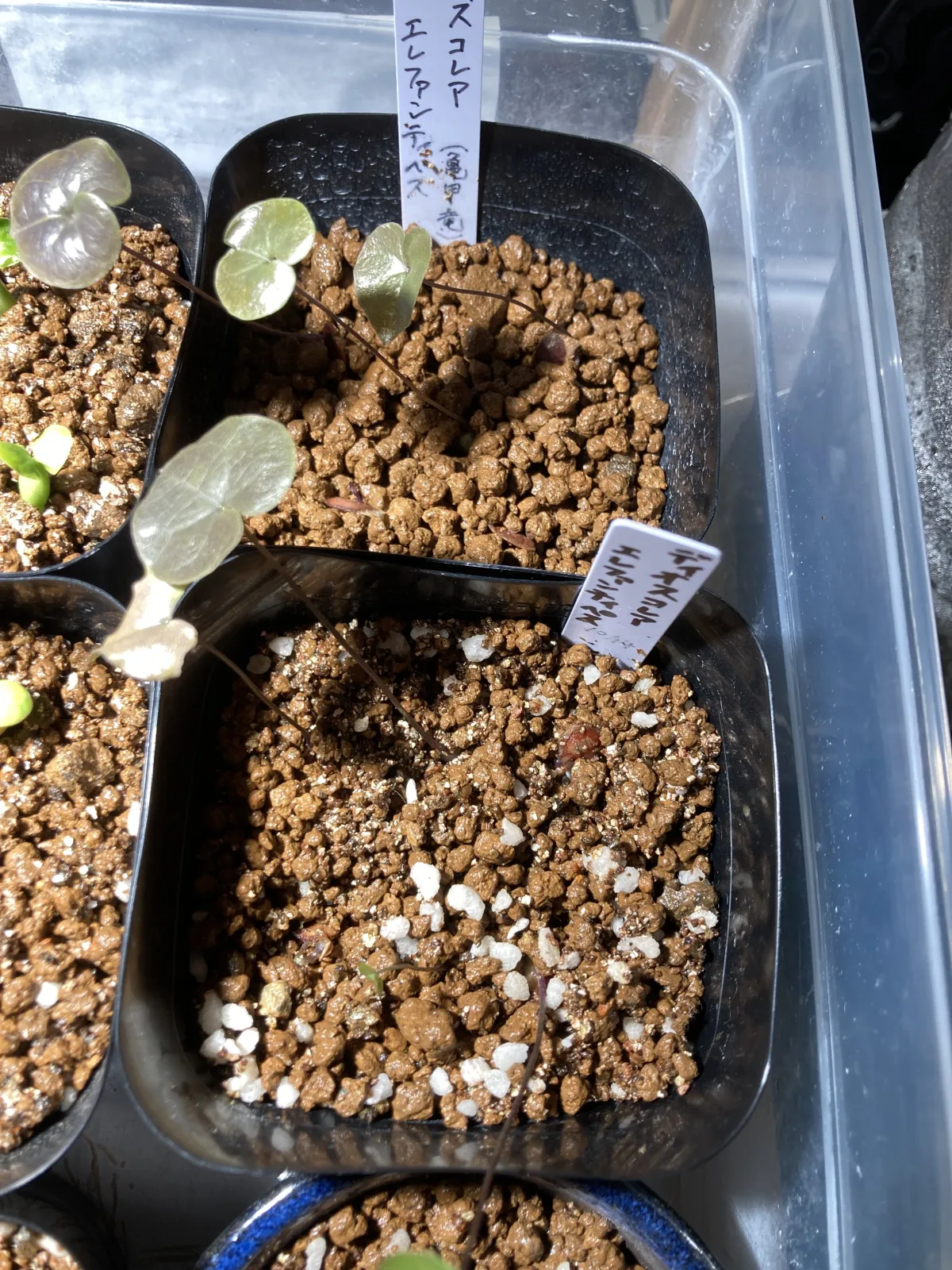 Dioscorea elephantipes (ディオスコレア エレファンティペス アフリカ亀甲竜)