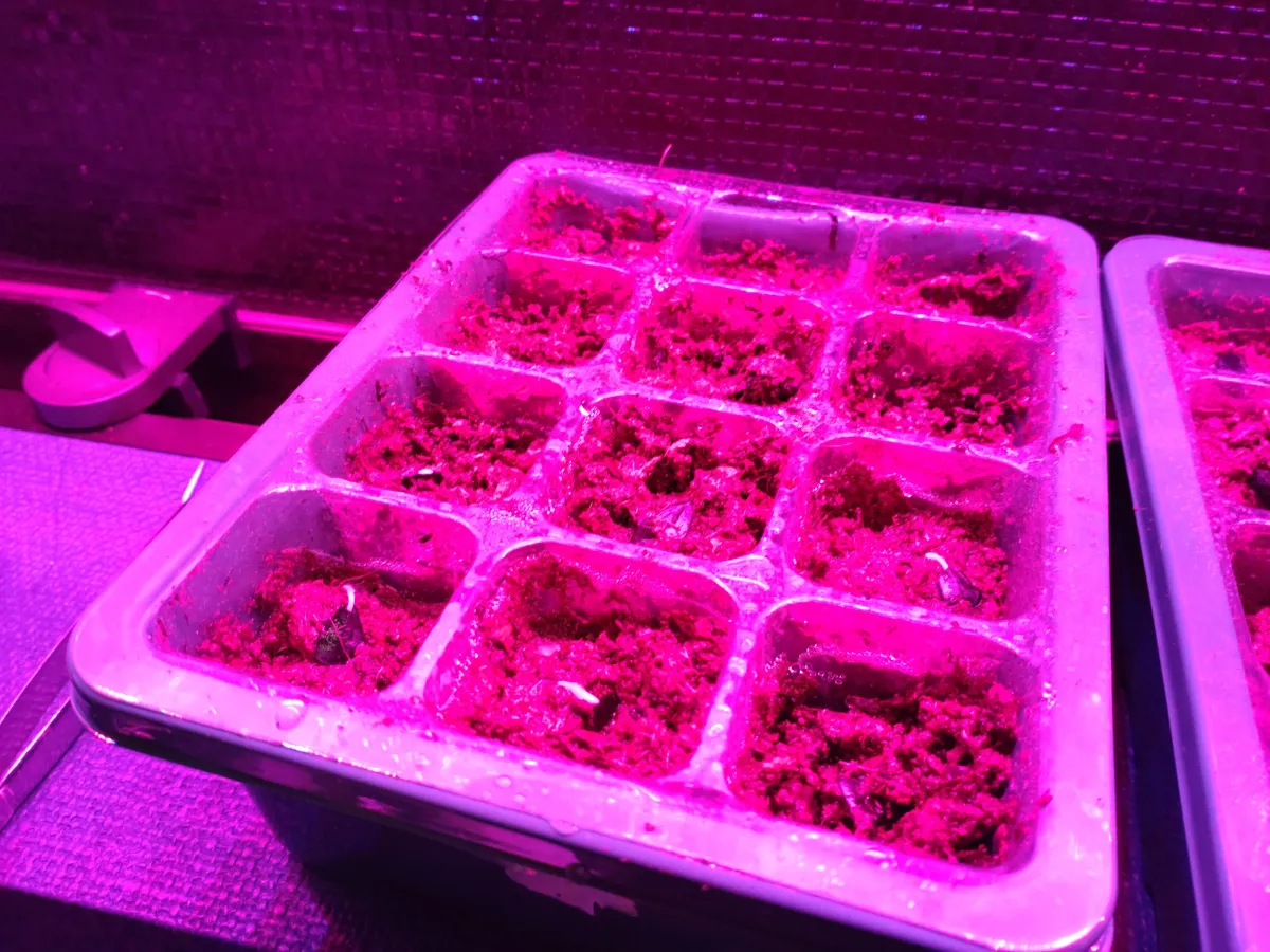 Agave americana ssp. americana (アガベ アメリカーナ)