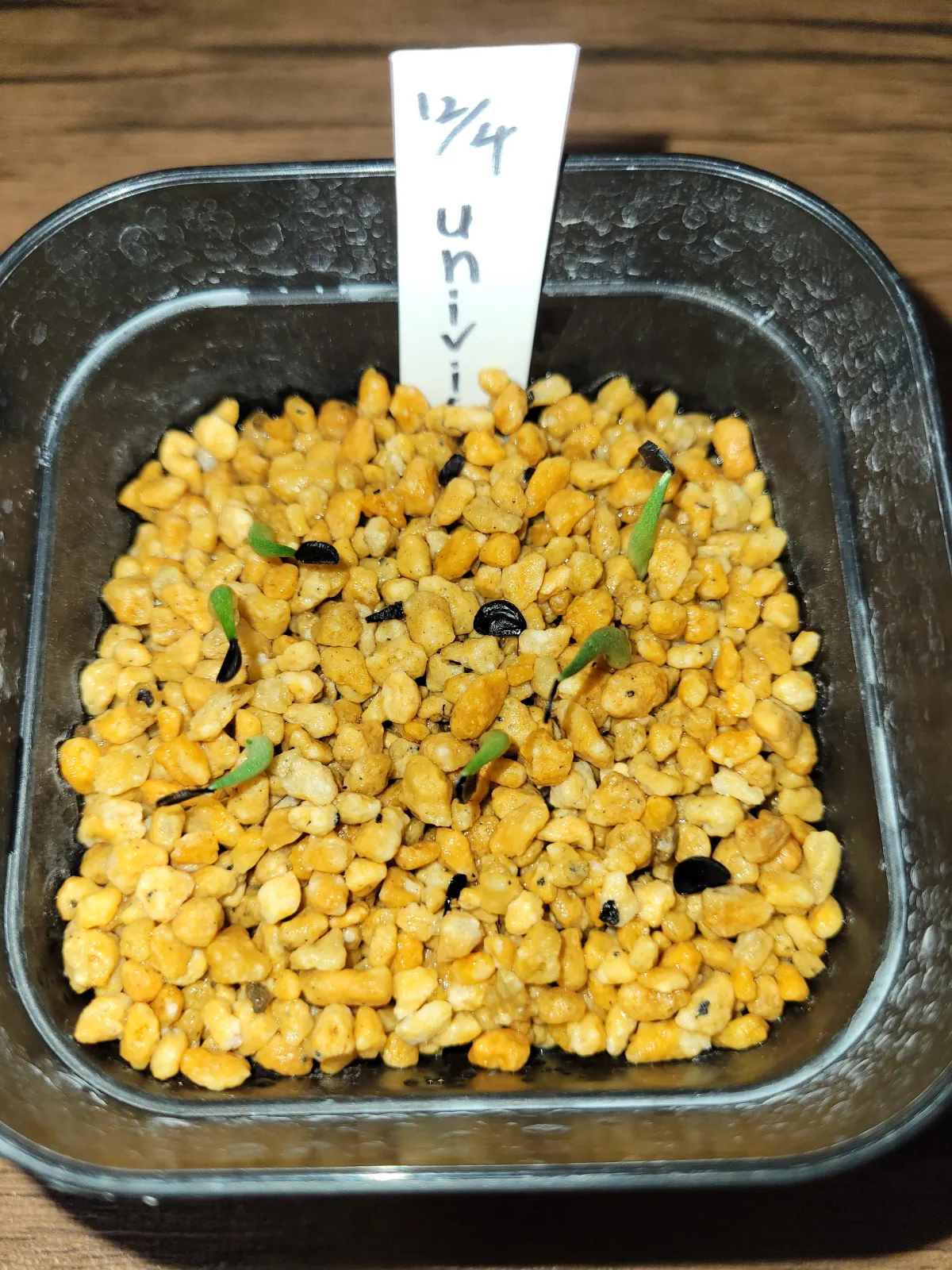 Agave univittata (アガベ ユニビタータ)