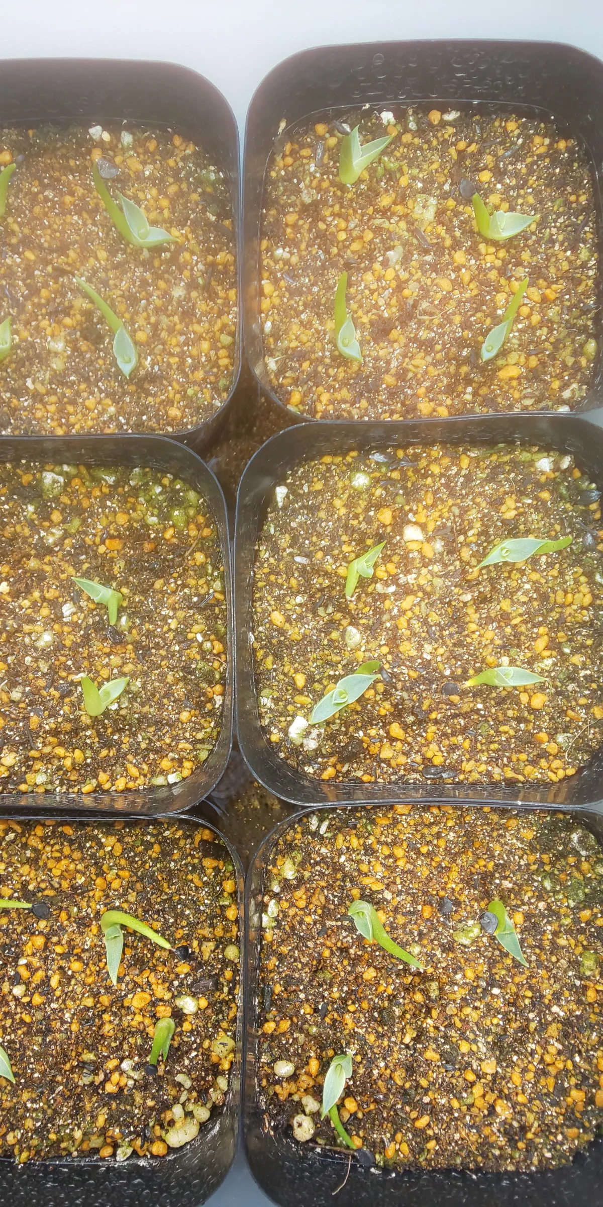 Agave utahensis var. eborispina (アガベ エボリスピナ)