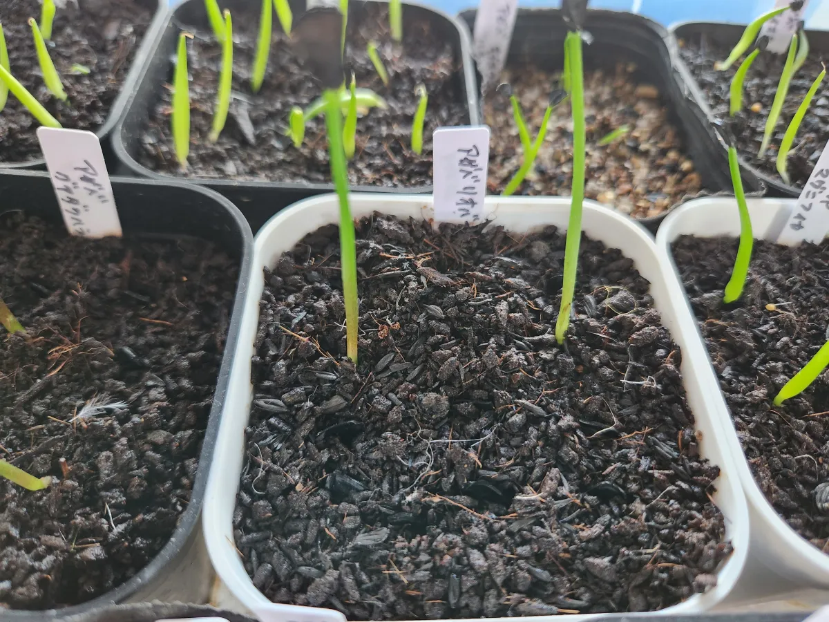 Agave lyobaa (アガベ リオバー)