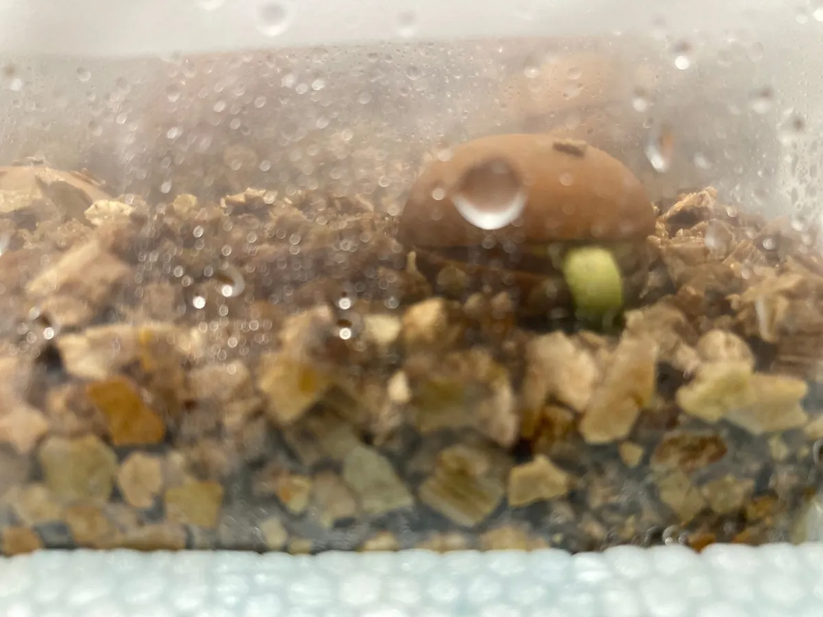 Cycas Cycas sp Thai Silver (サイカス タイシルバー)