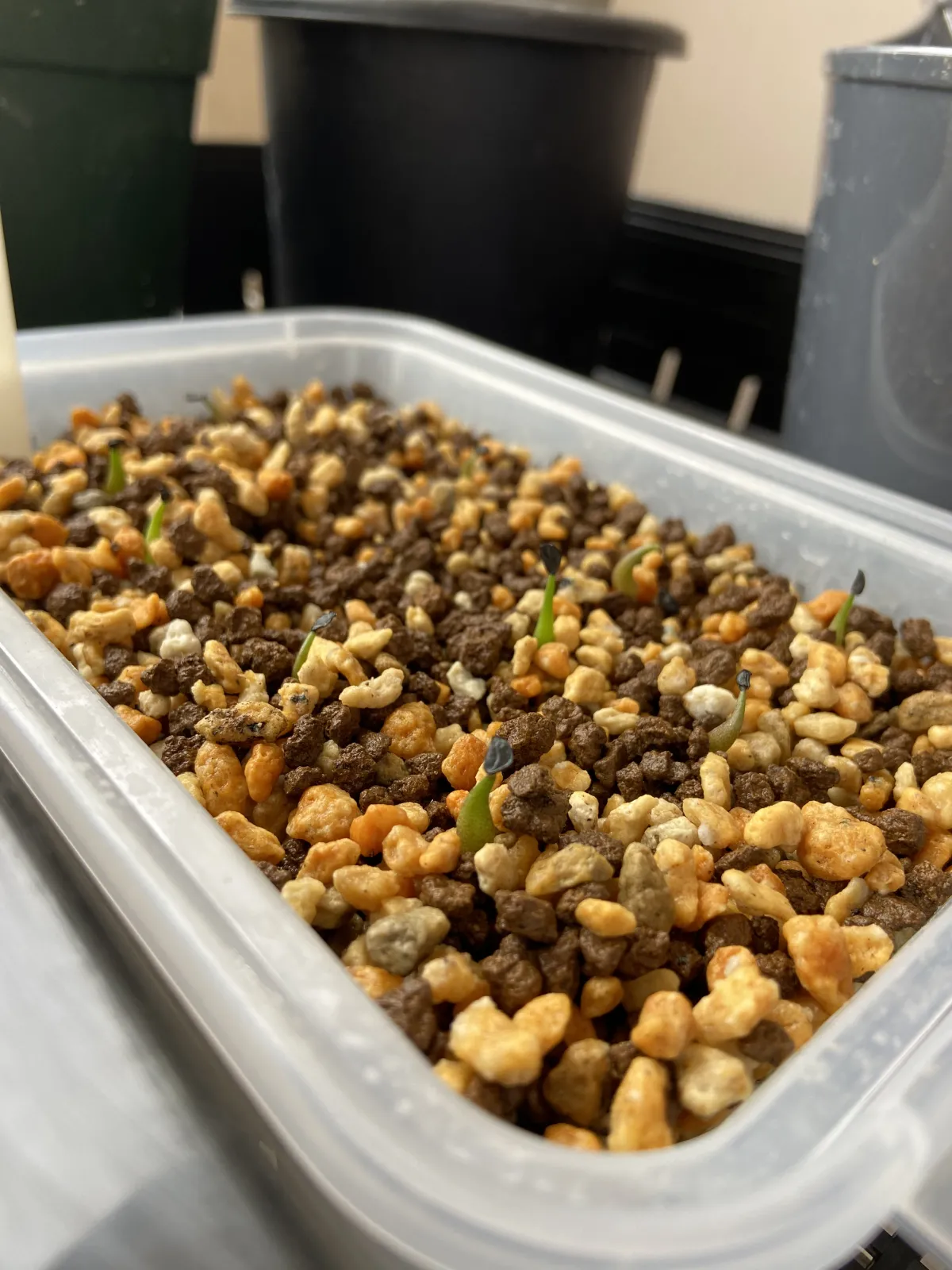 Agave oteroi (アガベ オテロイ)