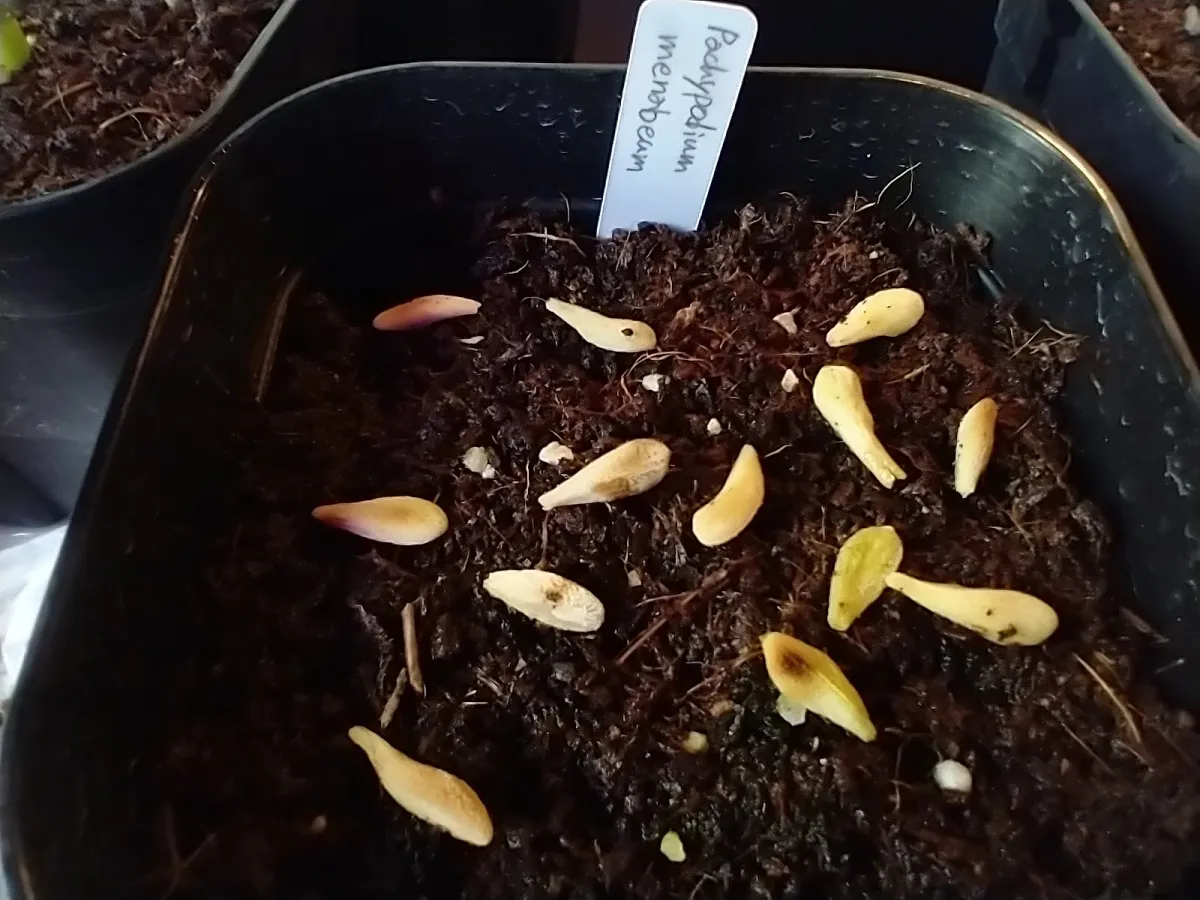 Pachypodium menabeum (パキポディウム メナベウム)