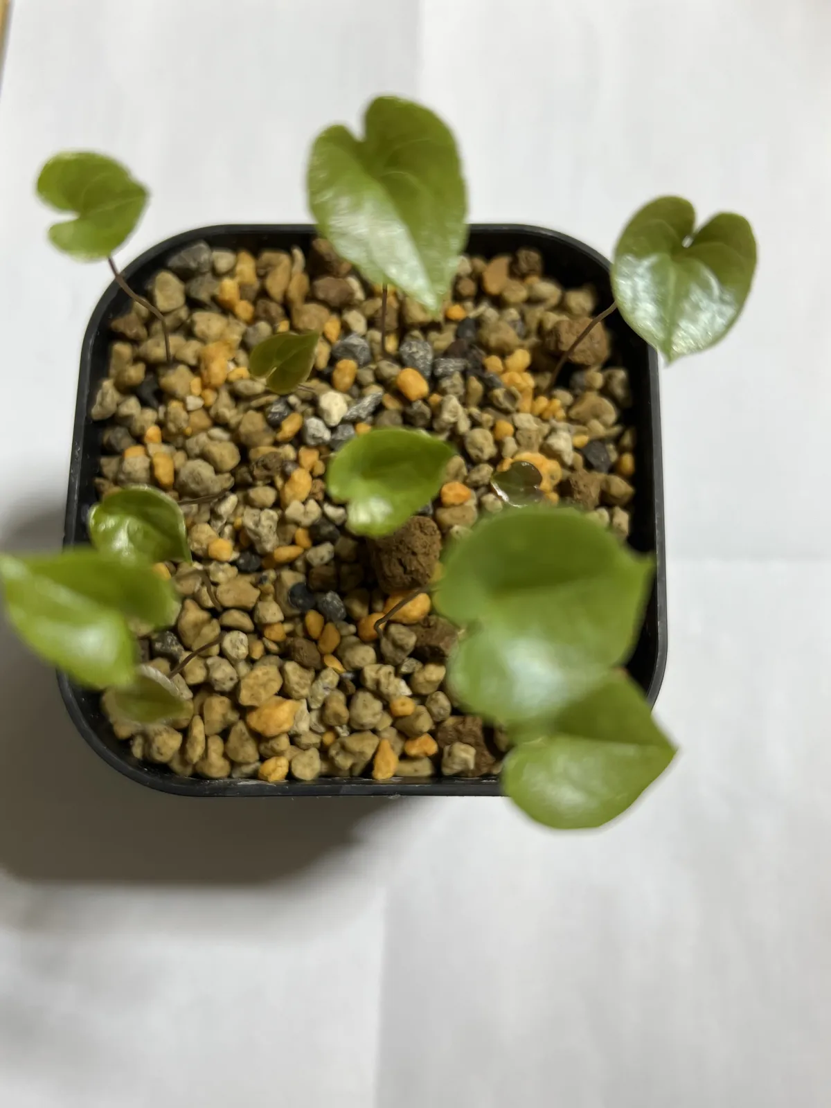 Dioscorea elephantipes (ディオスコレア エレファンティペス アフリカ亀甲竜)
