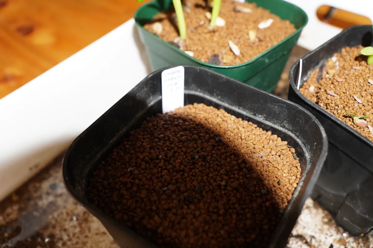 Cordyline australis (コルディリネ オーストラリス)