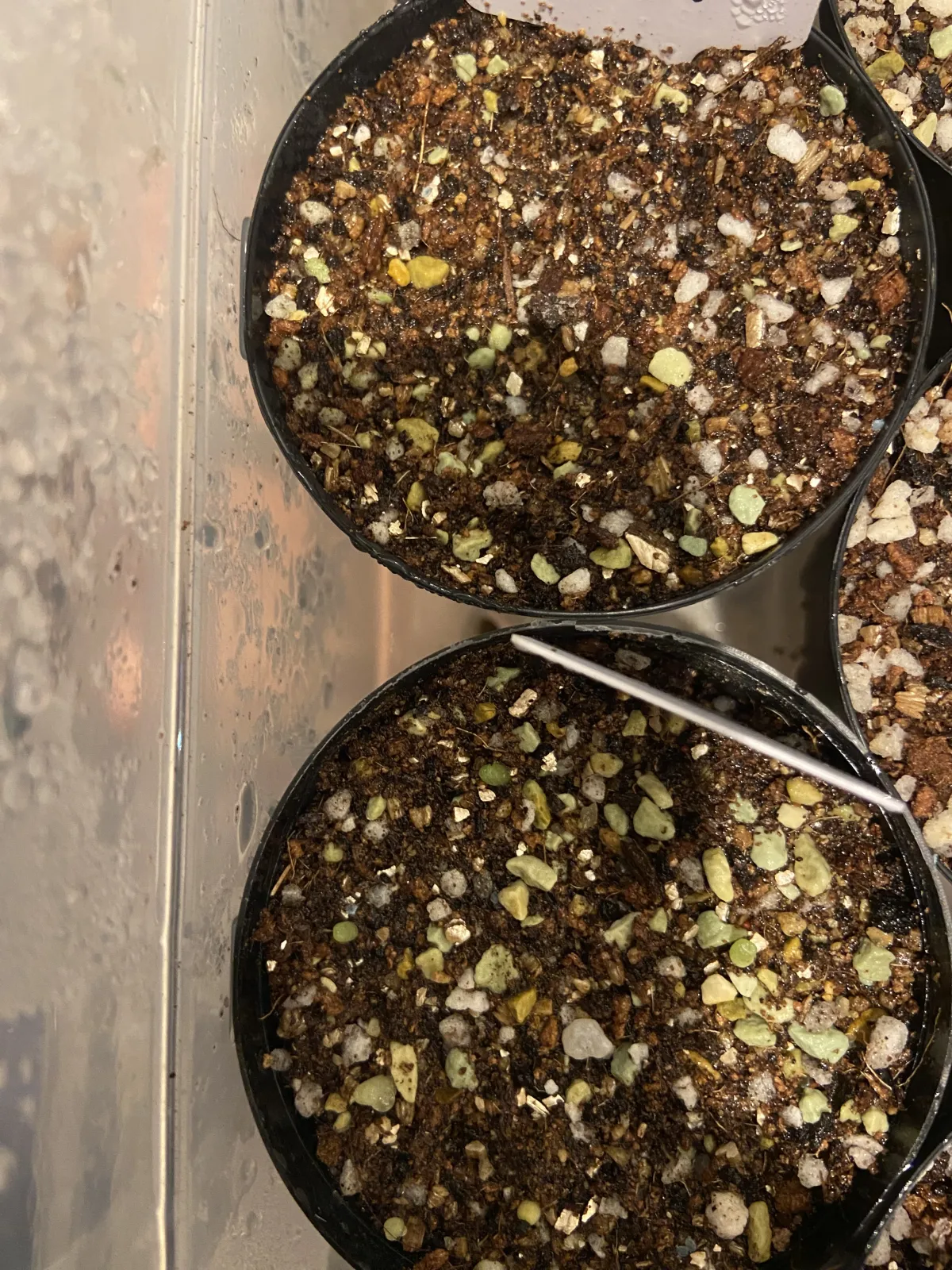 Gymnocalycium vatteri paucispinum Single Spine (ギムノカリキウム バッテリー)