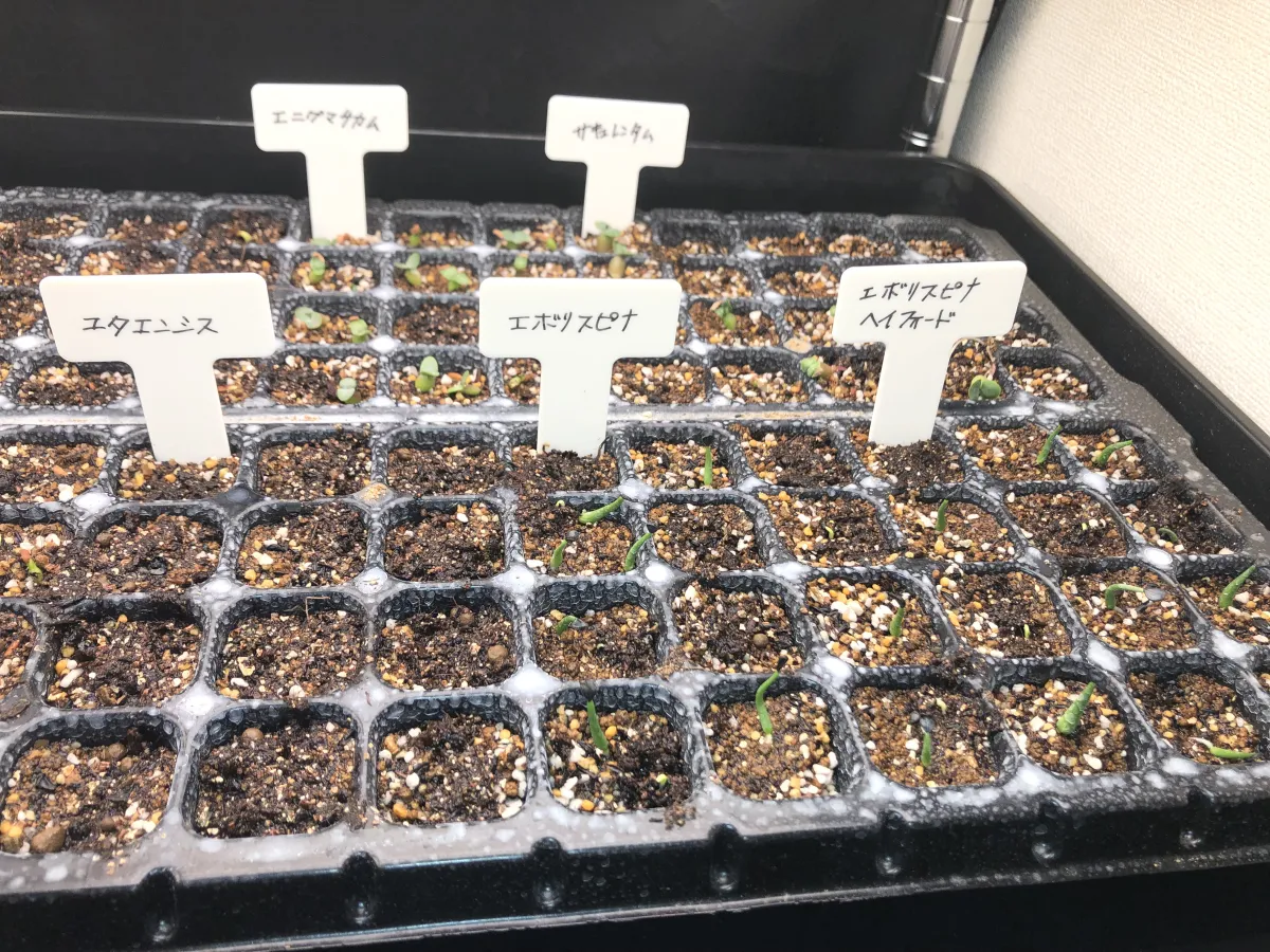 Agave utahensis ssp. utahensis (アガベ ユタエンシス)