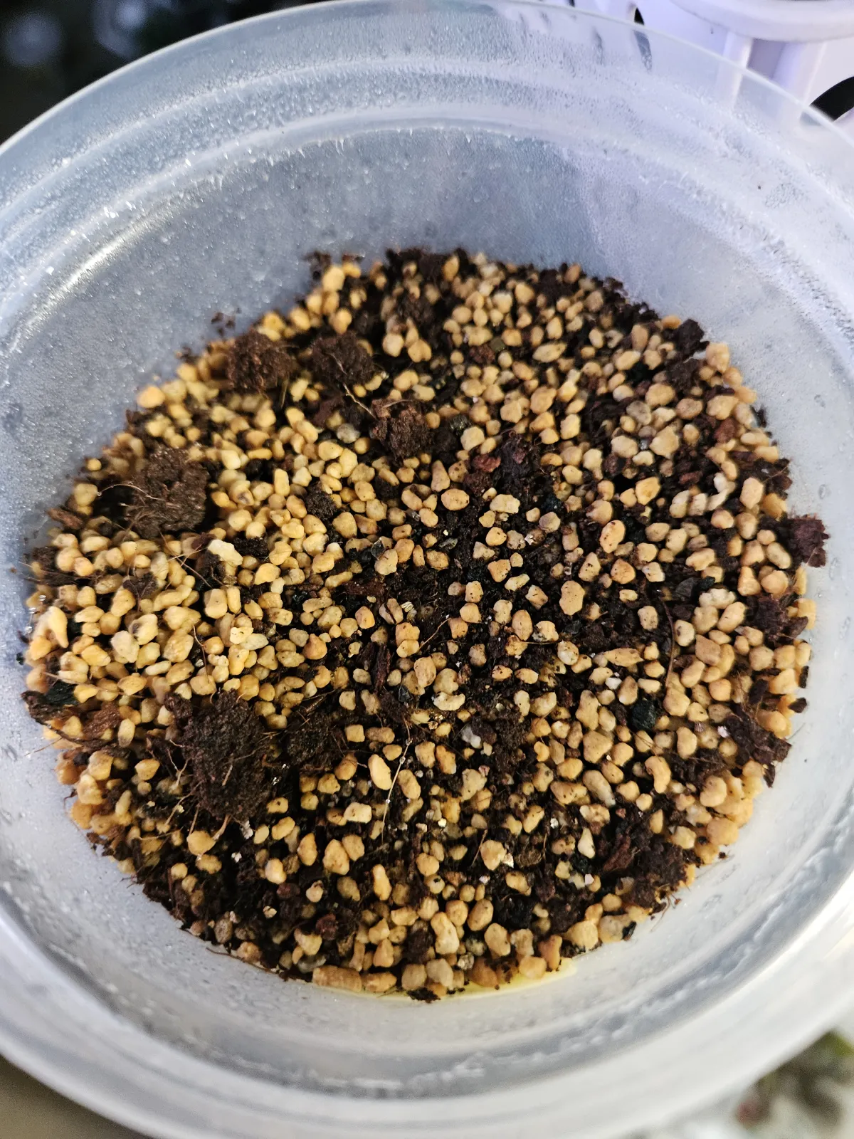 Aloe alooides (アロエ アロオイデス)