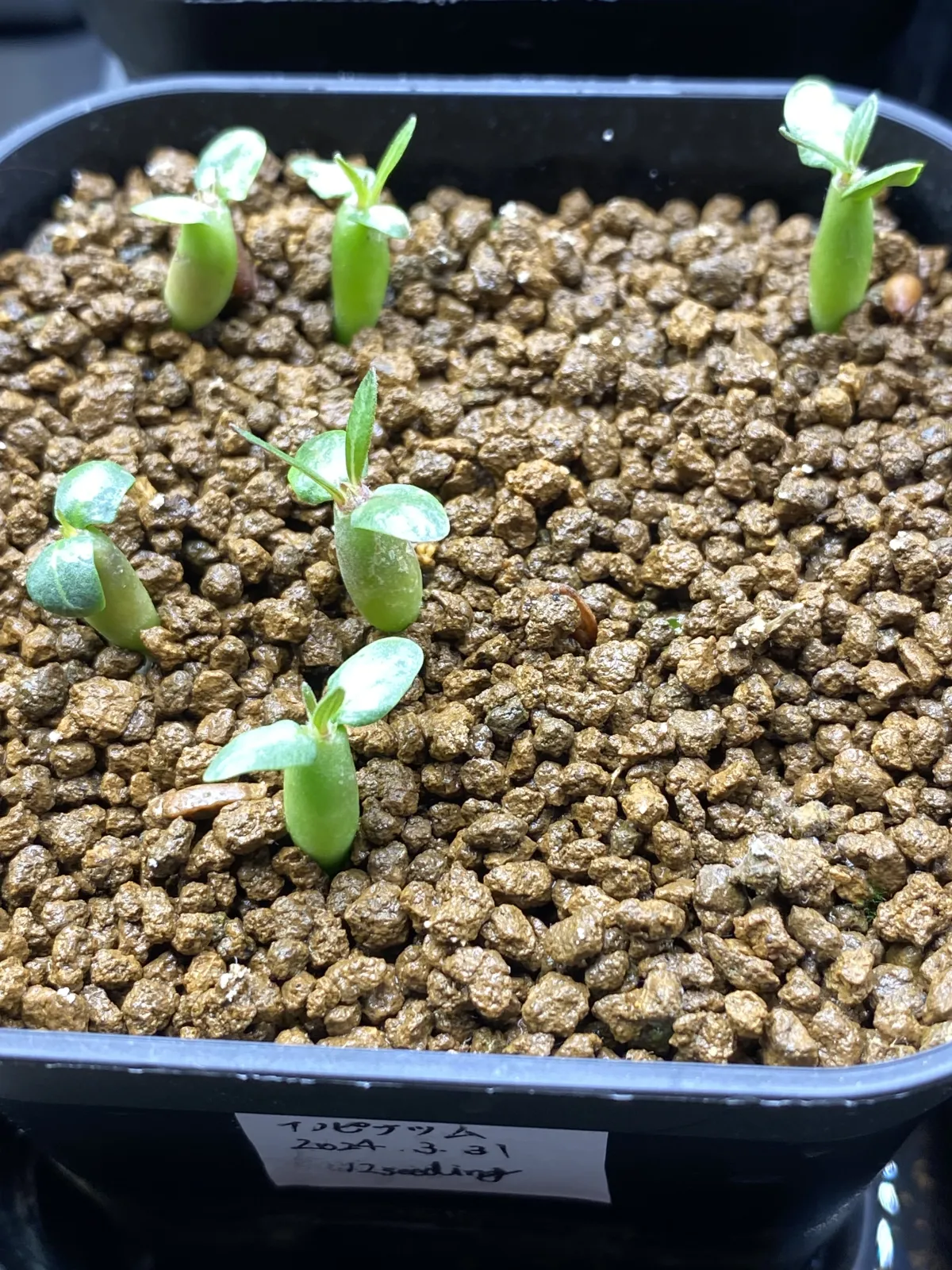 Pachypodium rosulatum var. inopinatum (パキポディウム イノピナツム)