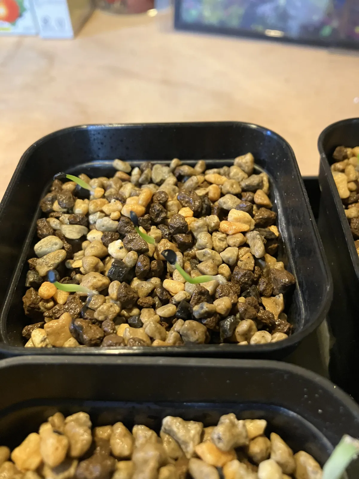 Agave titanota 'Blue' (アガベ チタノタブルー)