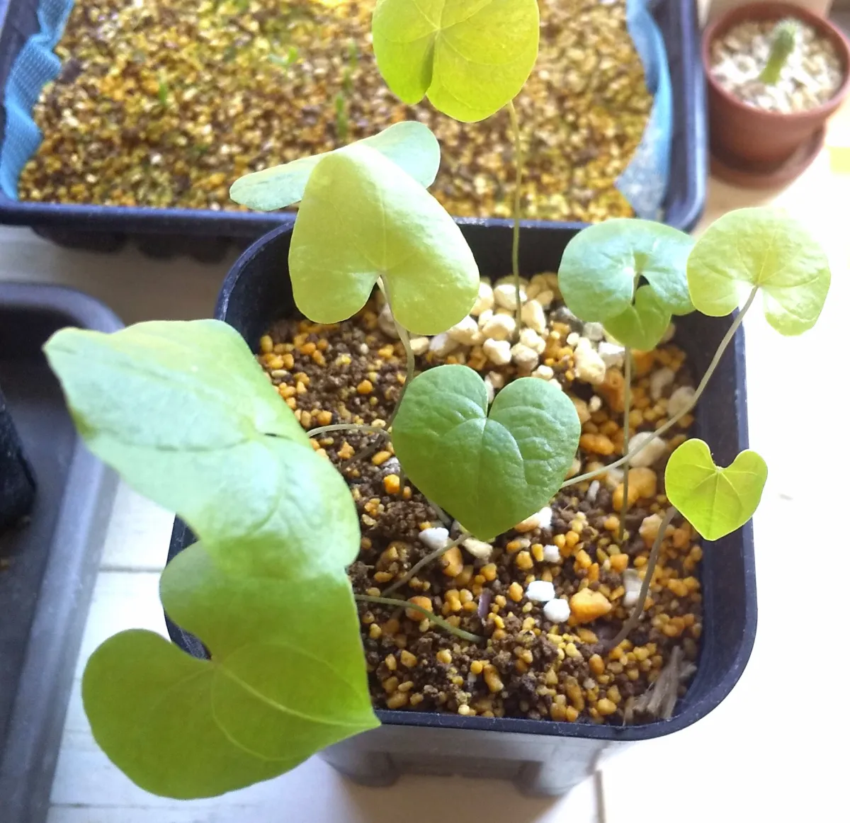 Dioscorea elephantipes (ディオスコレア エレファンティペス2023F)