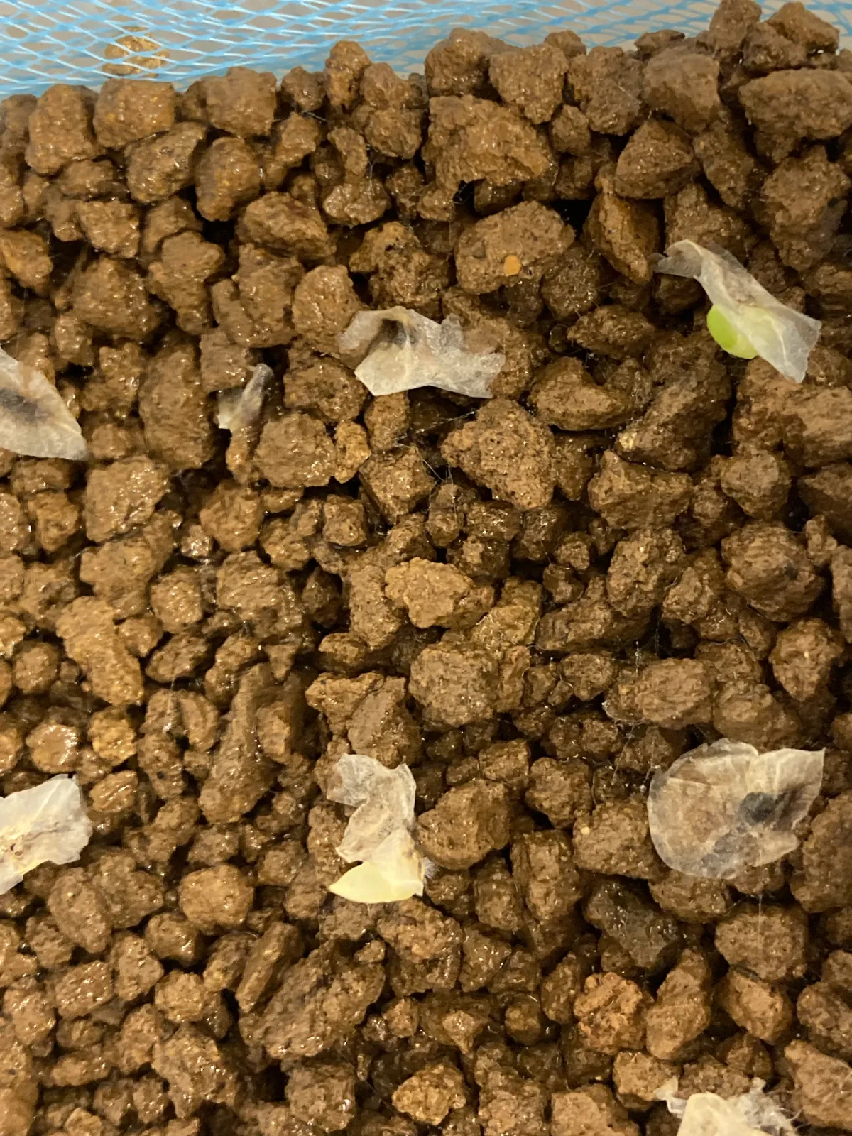 Aloe claviflora (アロエ クラビフローラ)