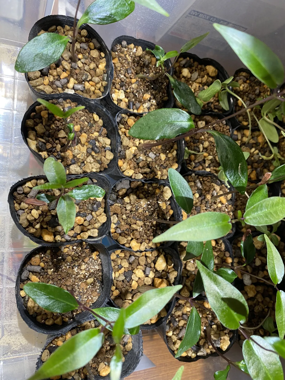 Petopentia natalensis (ペトペンチア ナタレンシス)