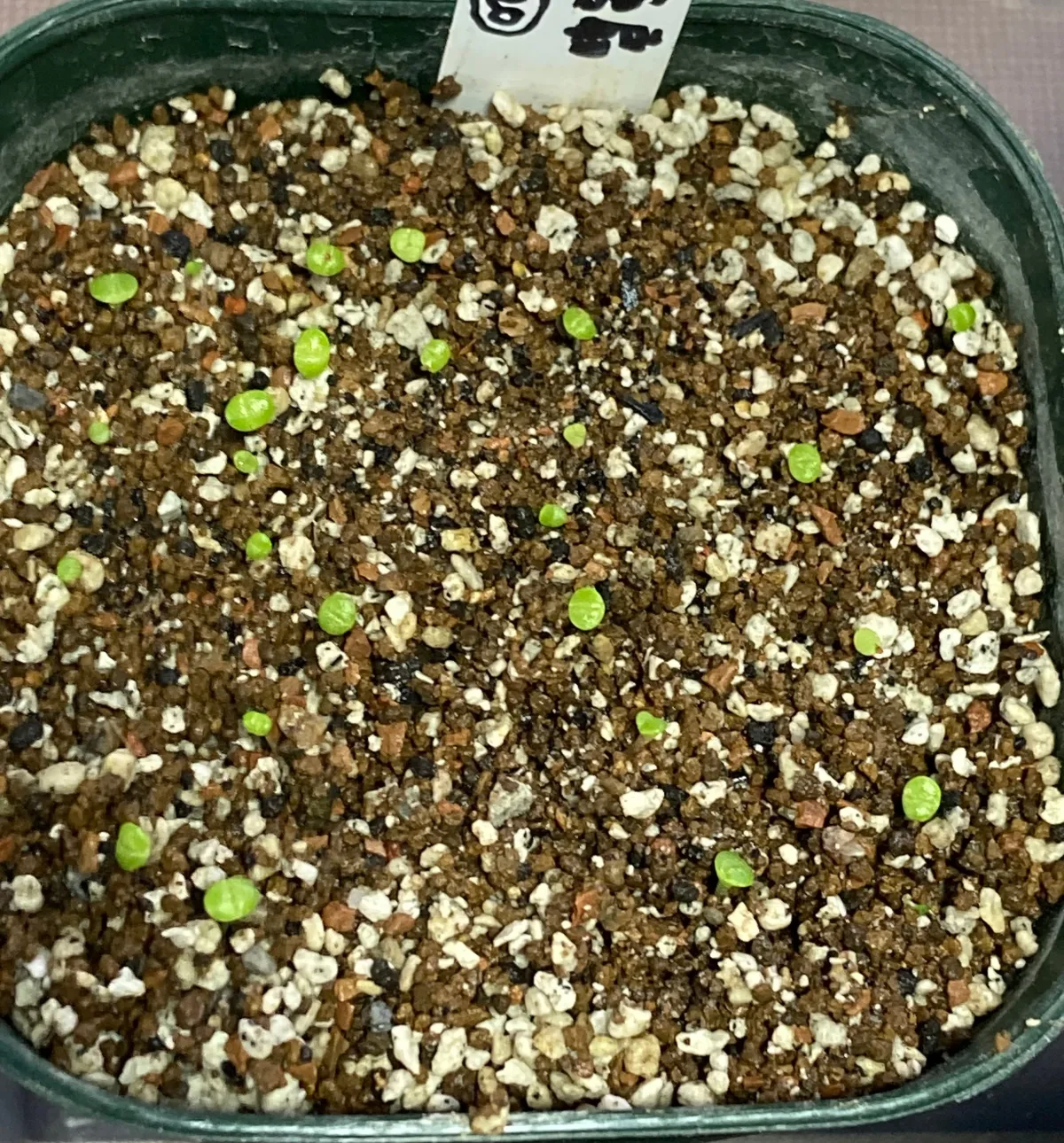 Aloinopsis schooneesii (アロイノプシス スクーネーシー)