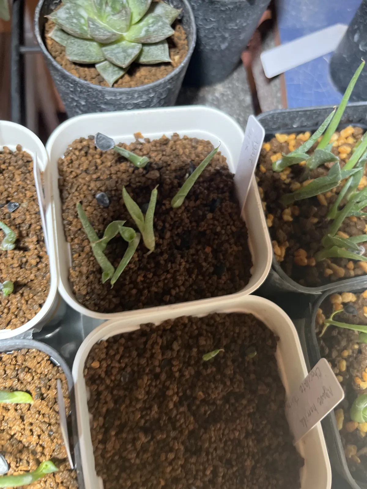  アガベ ミックス Agave Mix