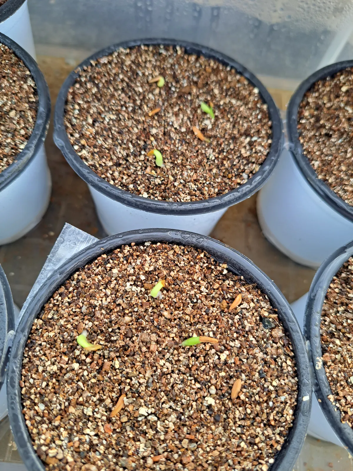 Pachypodium rosulatum var. gracilius (パキポディウム グラキリス)