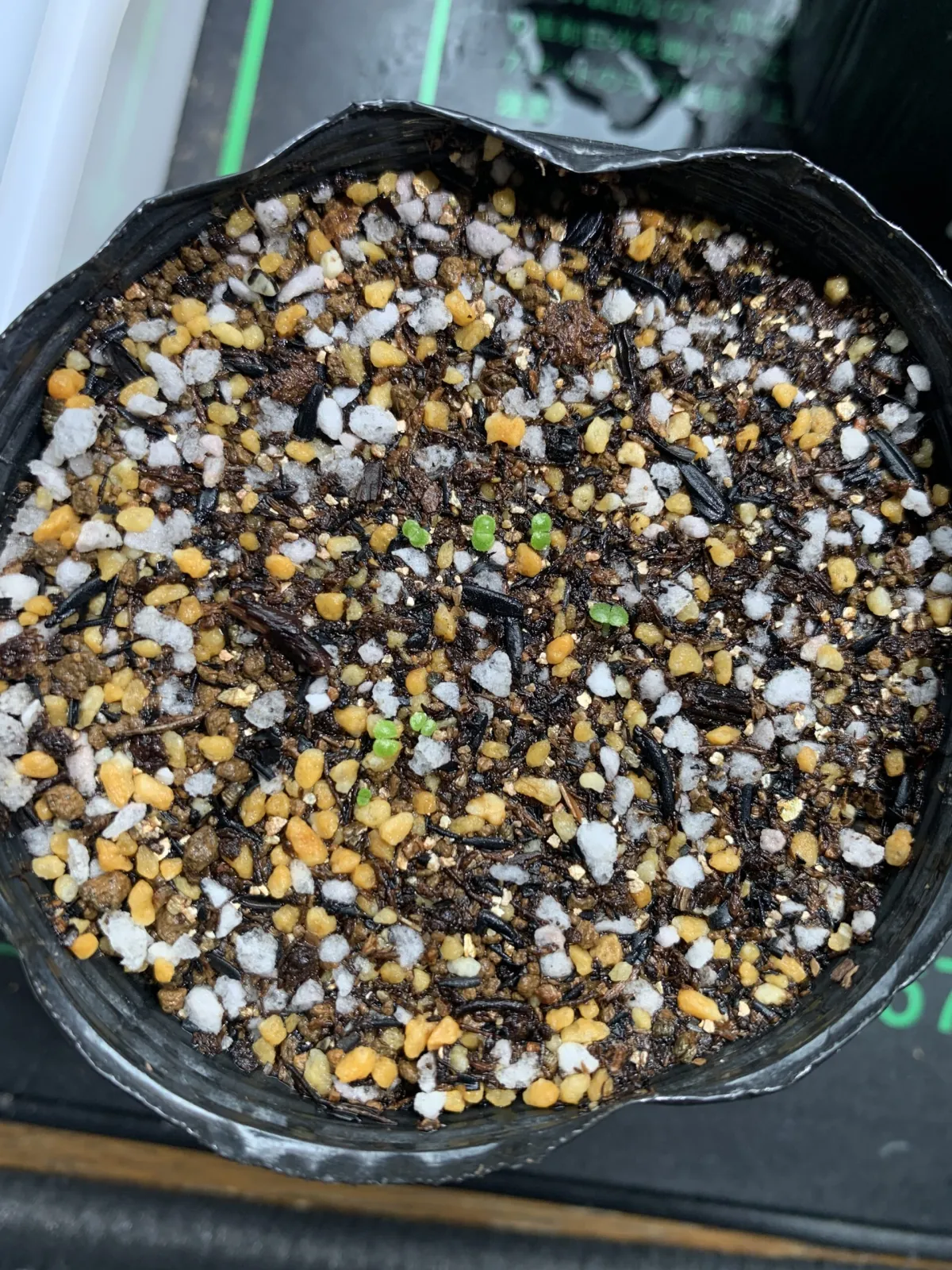 Tylecodon wallichii (ティレコドン ワリチー)