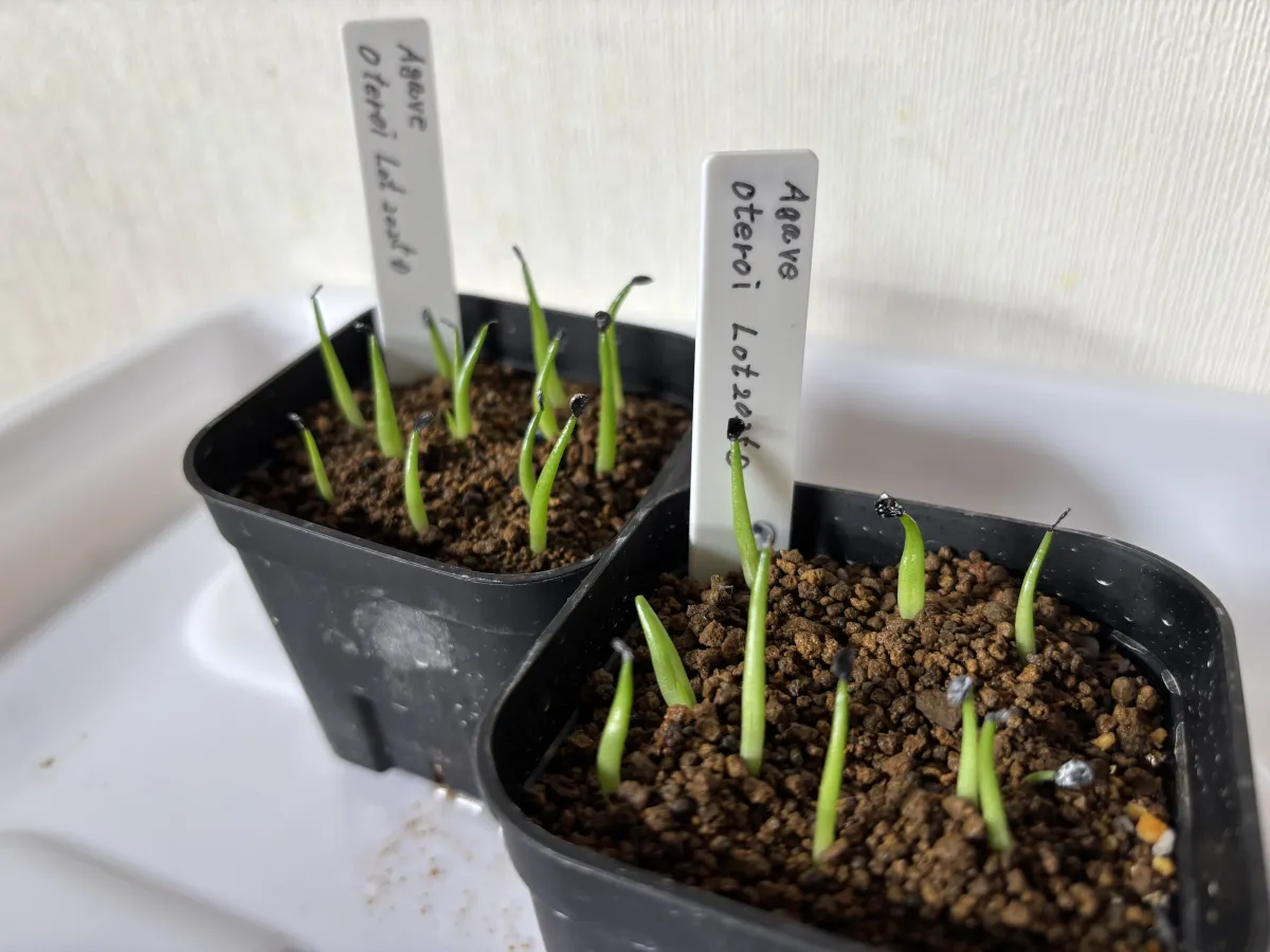 Agave oteroi (アガベ オテロイ)