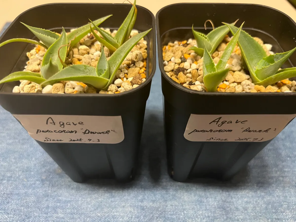 Agave potatorum Dwarf (アガベ ポタトラムドワーフ)