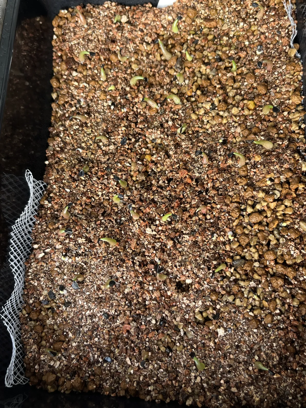 Agave oteroi (アガベ オテロイ)