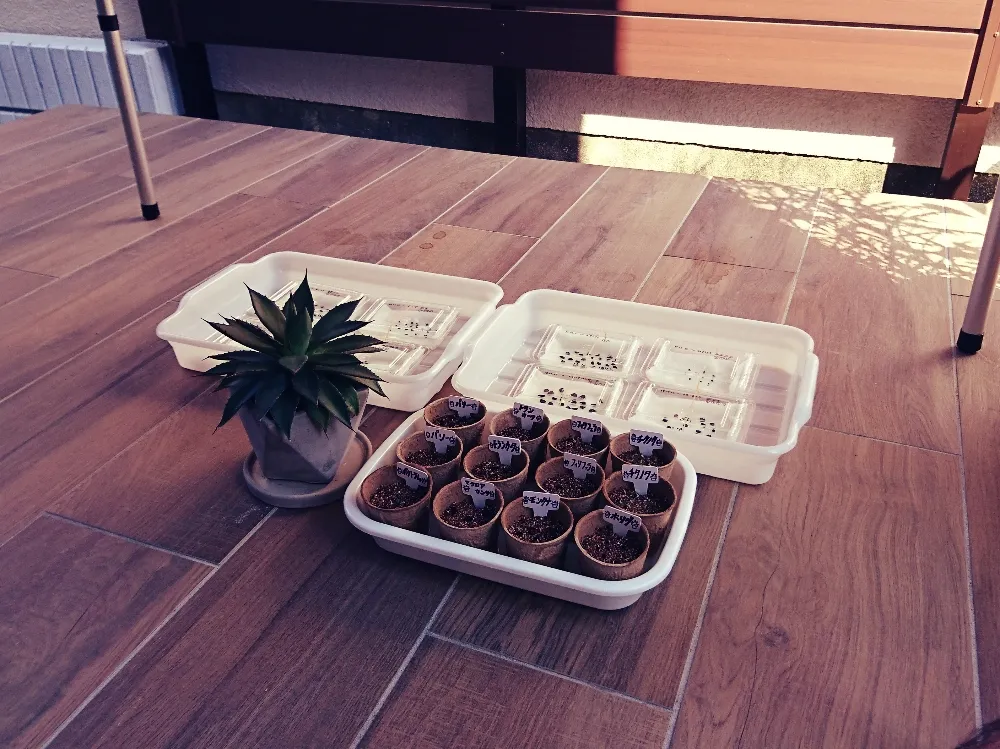 Agave titanota 'Blue' (アガベ チタノタブルー)