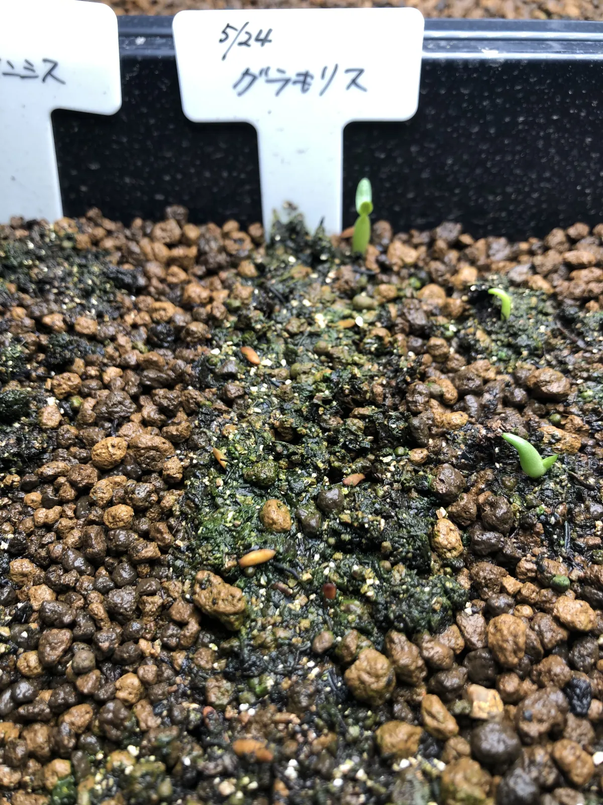 Pachypodium rosulatum var. gracilius (パキポディウム グラキリス)