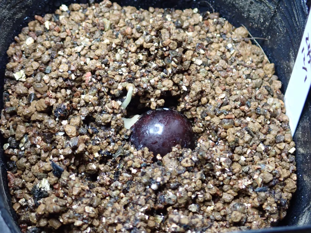 Dimocarpus longan (ディモカルプス ロンガン（リュウガン）)