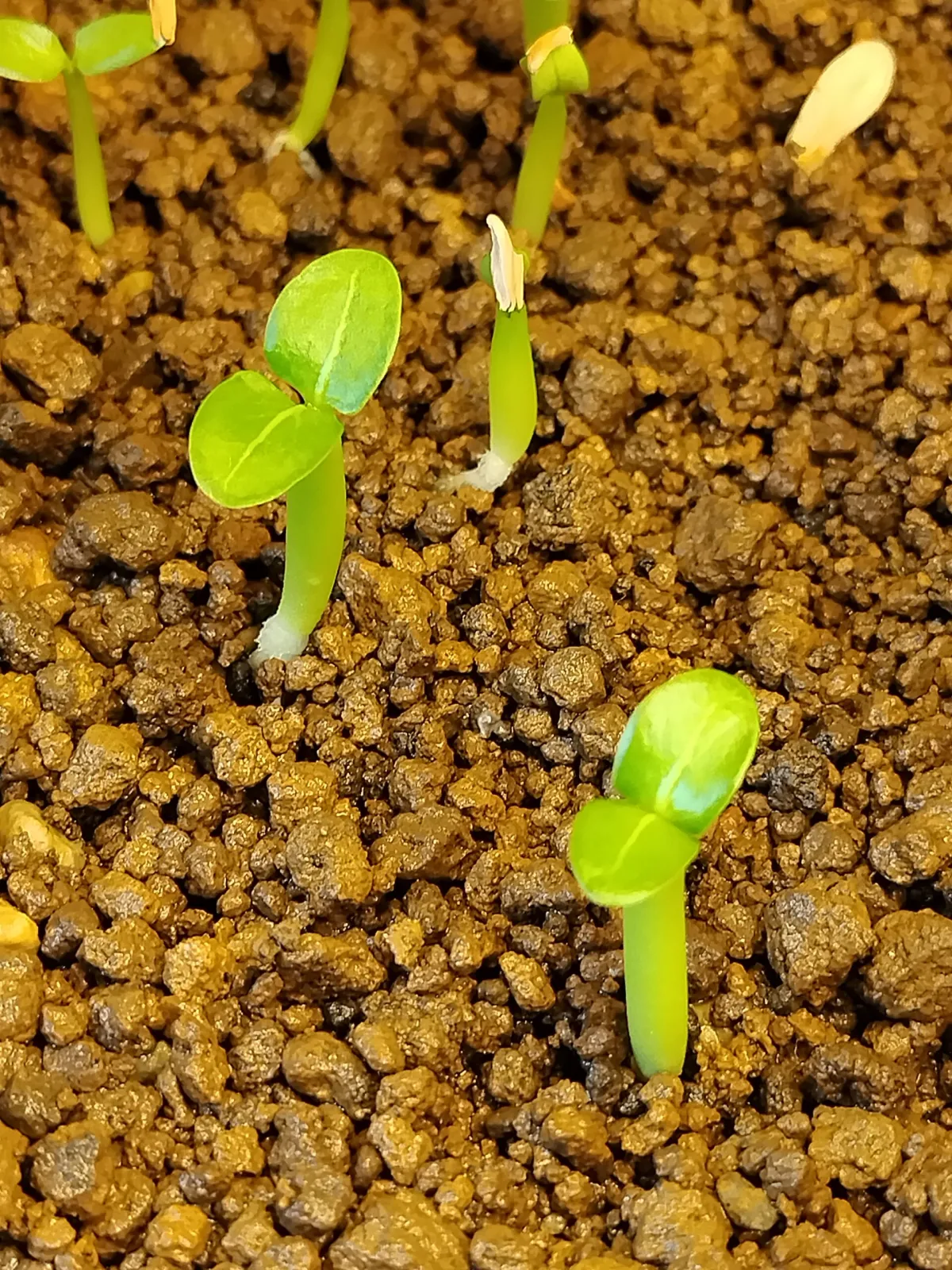 Pachypodium lamerei (パキポディウム ラメレイ 夢叶棒)