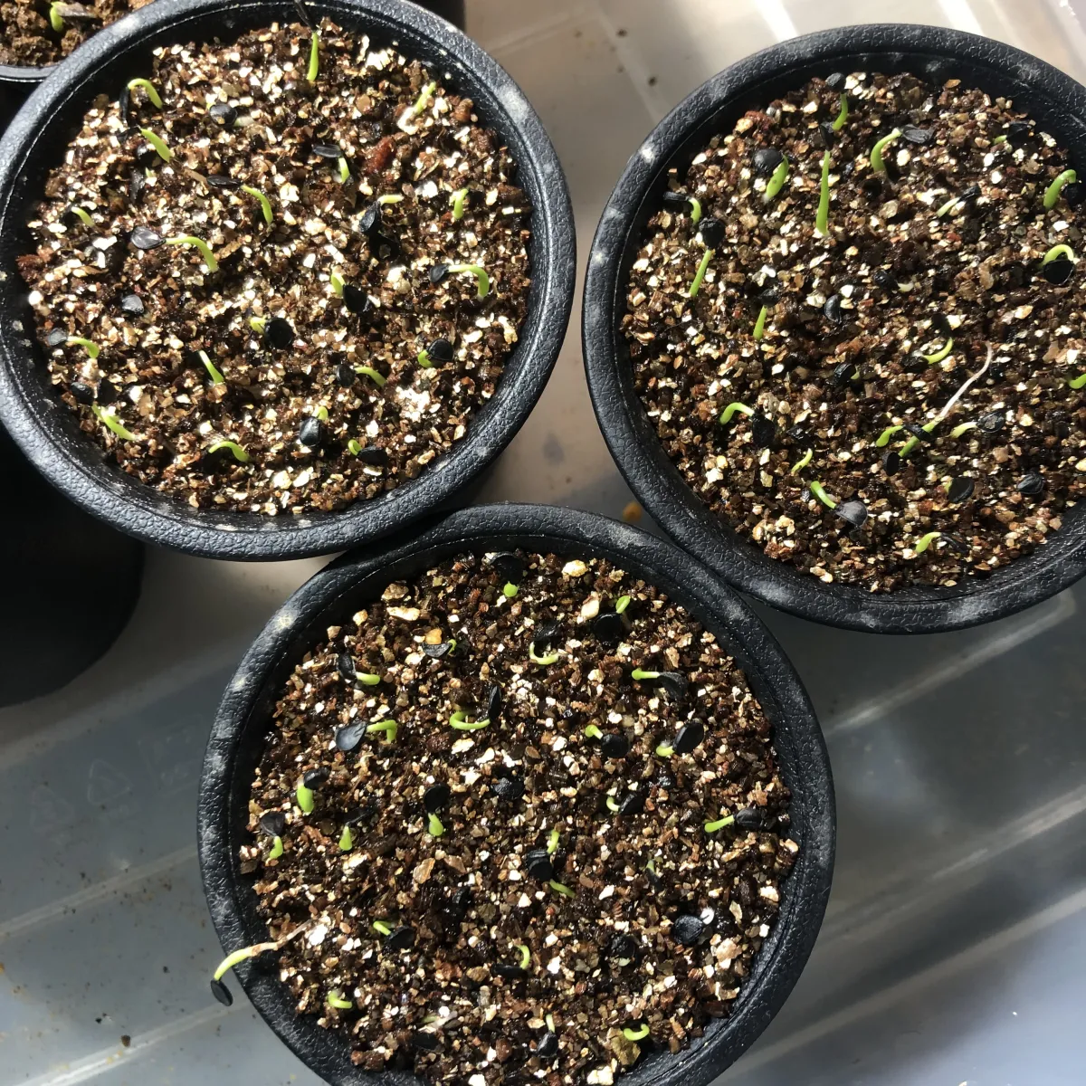 Agave utahensis var. eborispina (アガベ エボリスピナ)