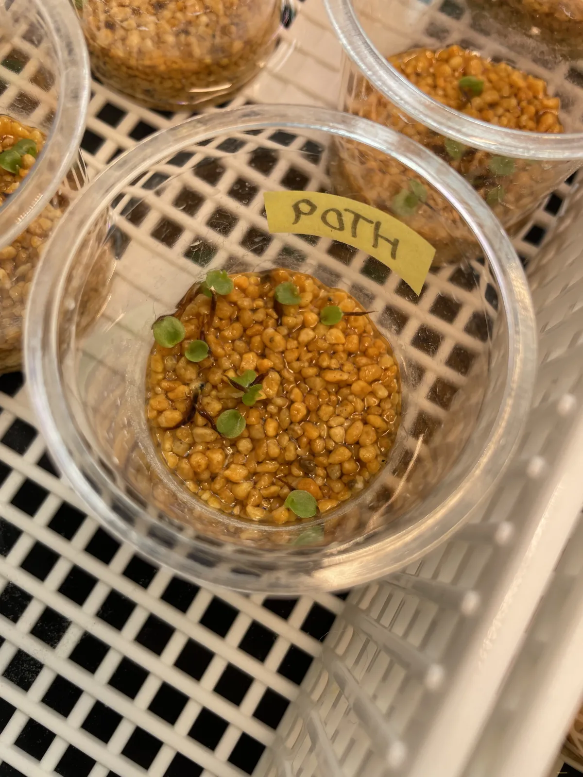 Hechtia montana (ヘクチア モンタナ)