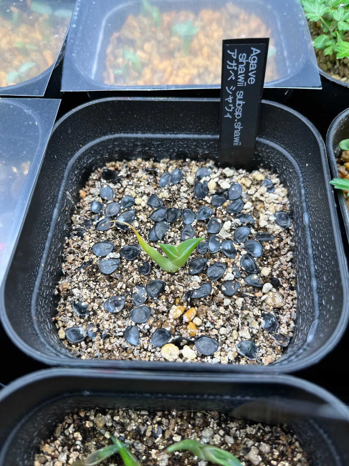 [チャレンジ種子] アガベ シャウィ（発芽難） Agave shawii subsp. shawii (発芽難)