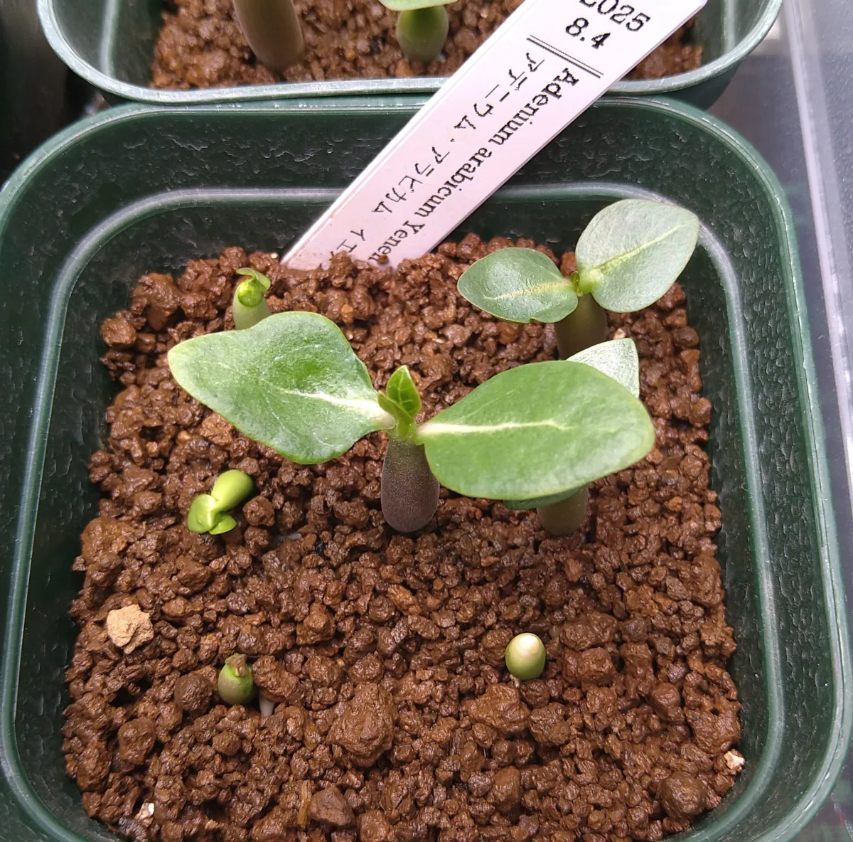 Adenium arabicum (アデニウム アラビカム イエメン)