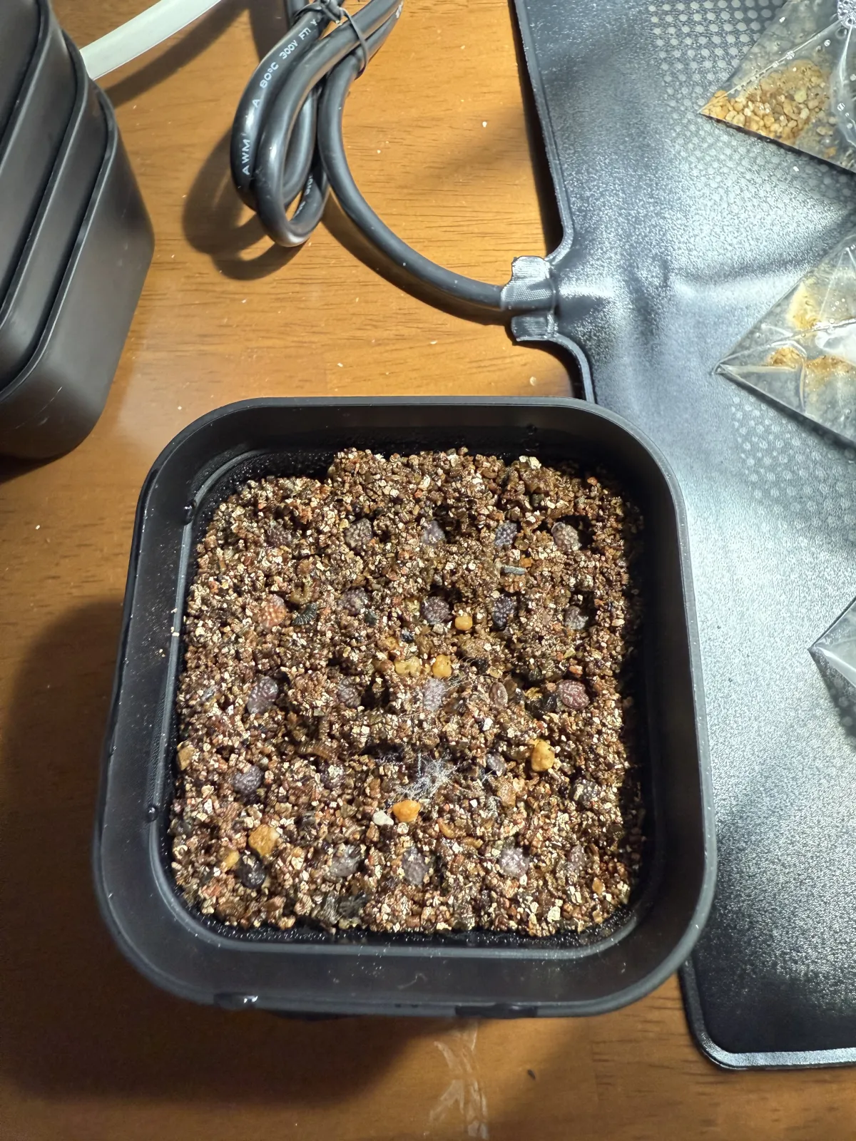 [発芽チャレンジ] アデニア オラボエンシス Adenia olaboensis 発芽難