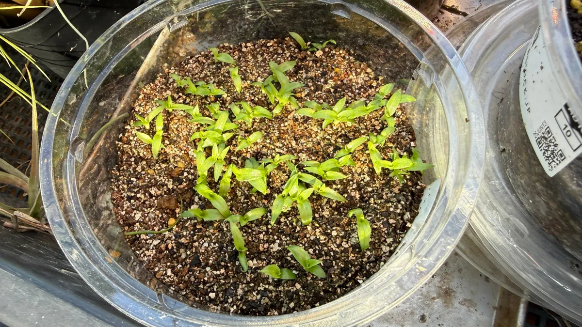 Puya herzogii (プヤ ヘルゾジー)