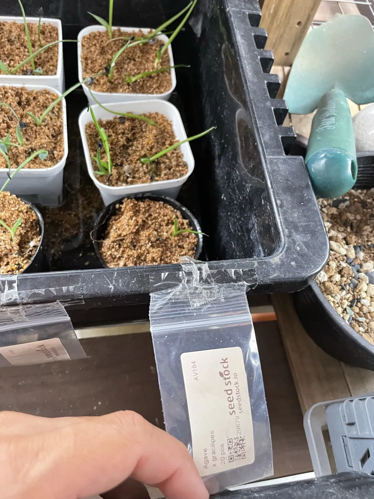 Agave gracilipes (アガベ グラシリペス)