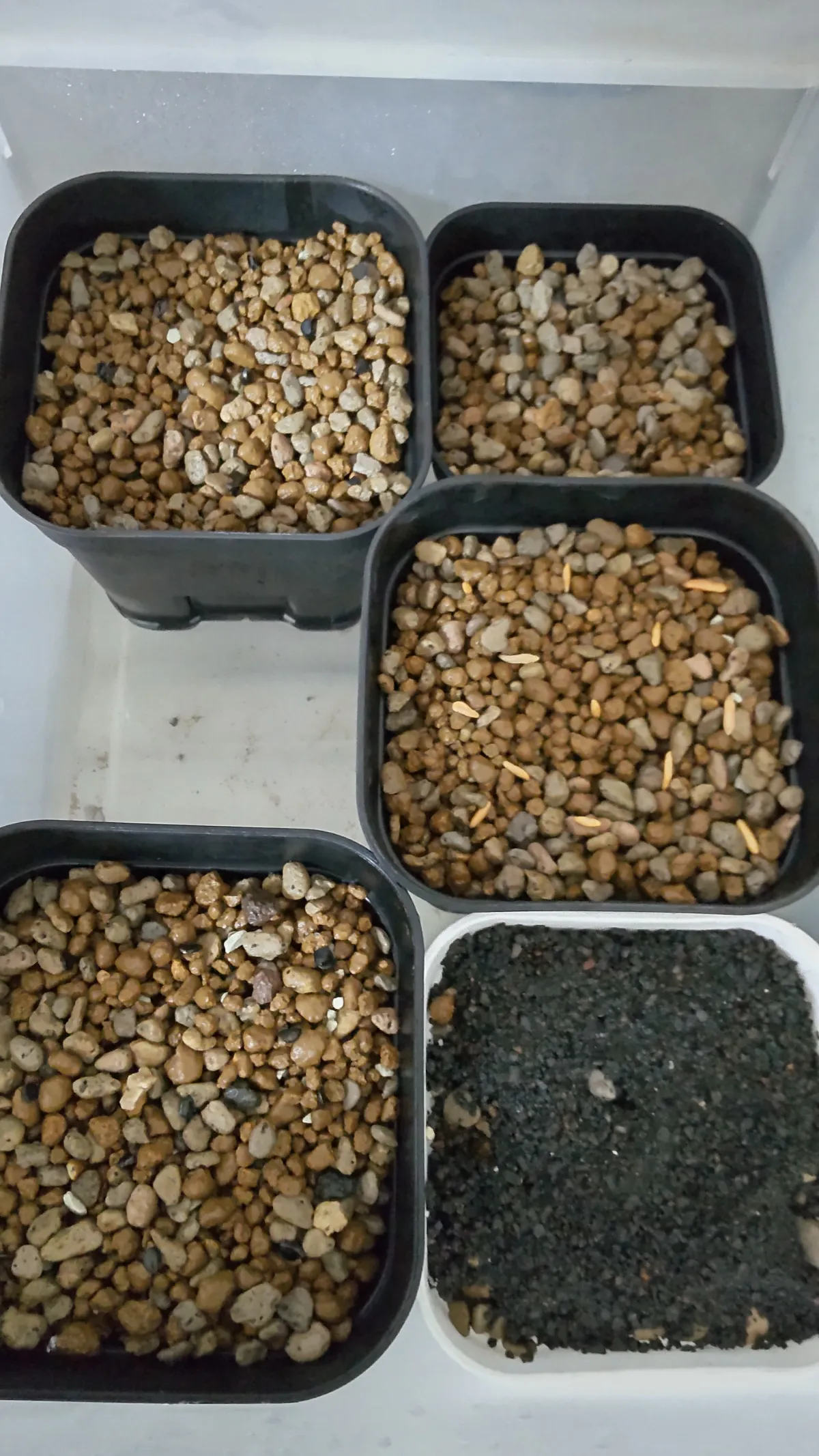 [無料種子] 発芽難 パキポディウム グラキリス　 Pachypodium rosulatum var. gracilius